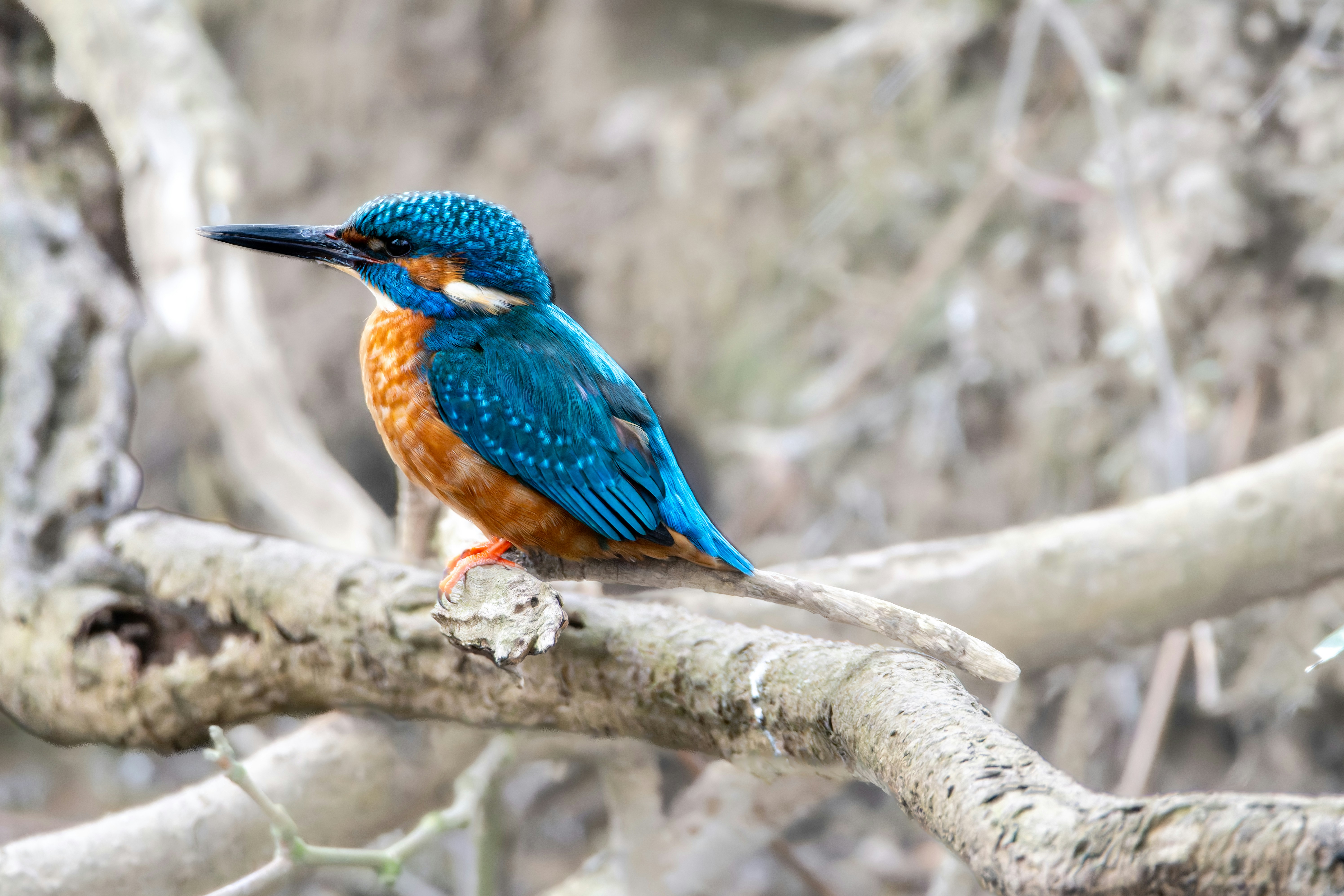 Photo by siegfriedpoepperl