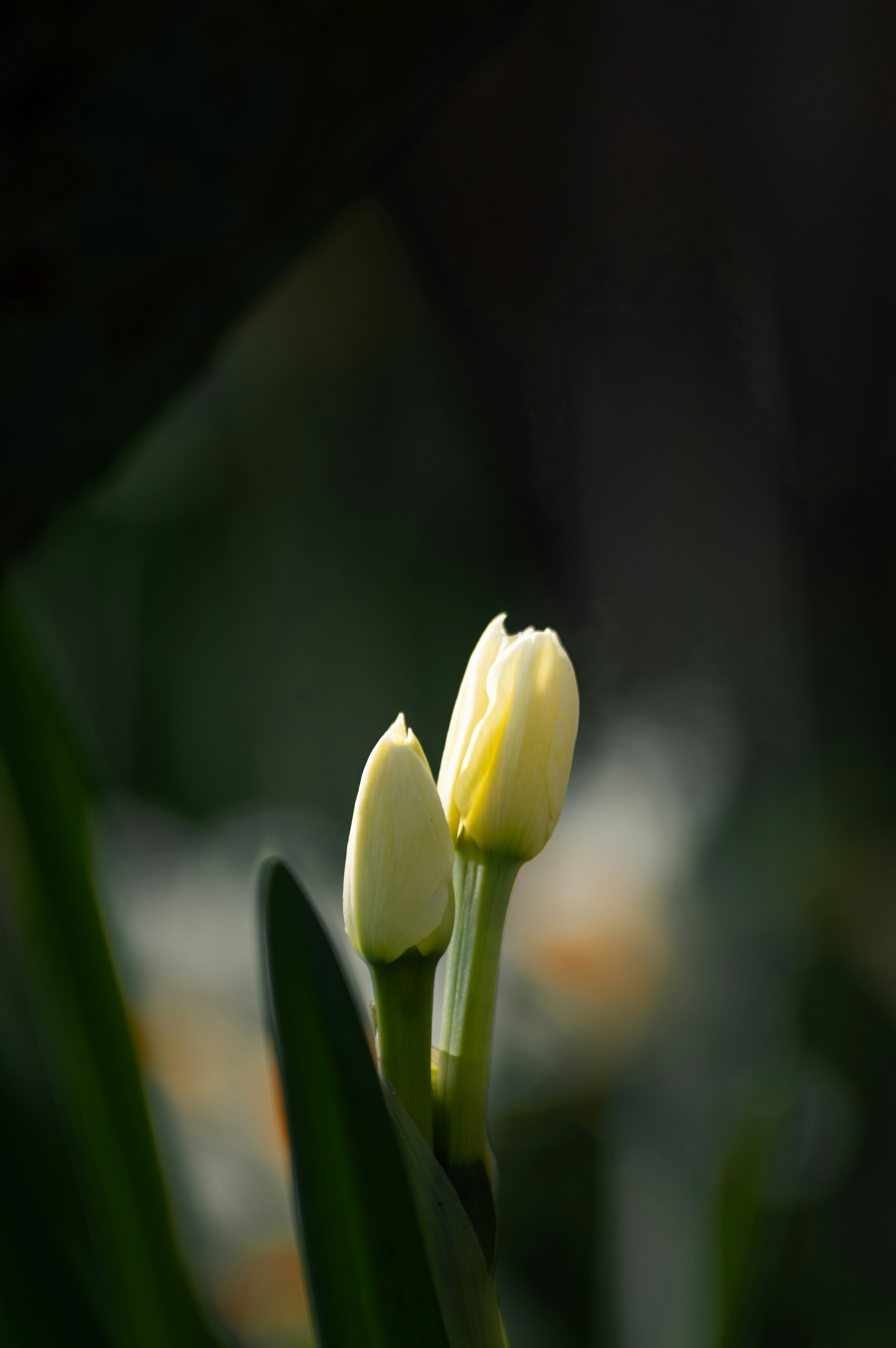 Two delicate white flower buds are illuminated.