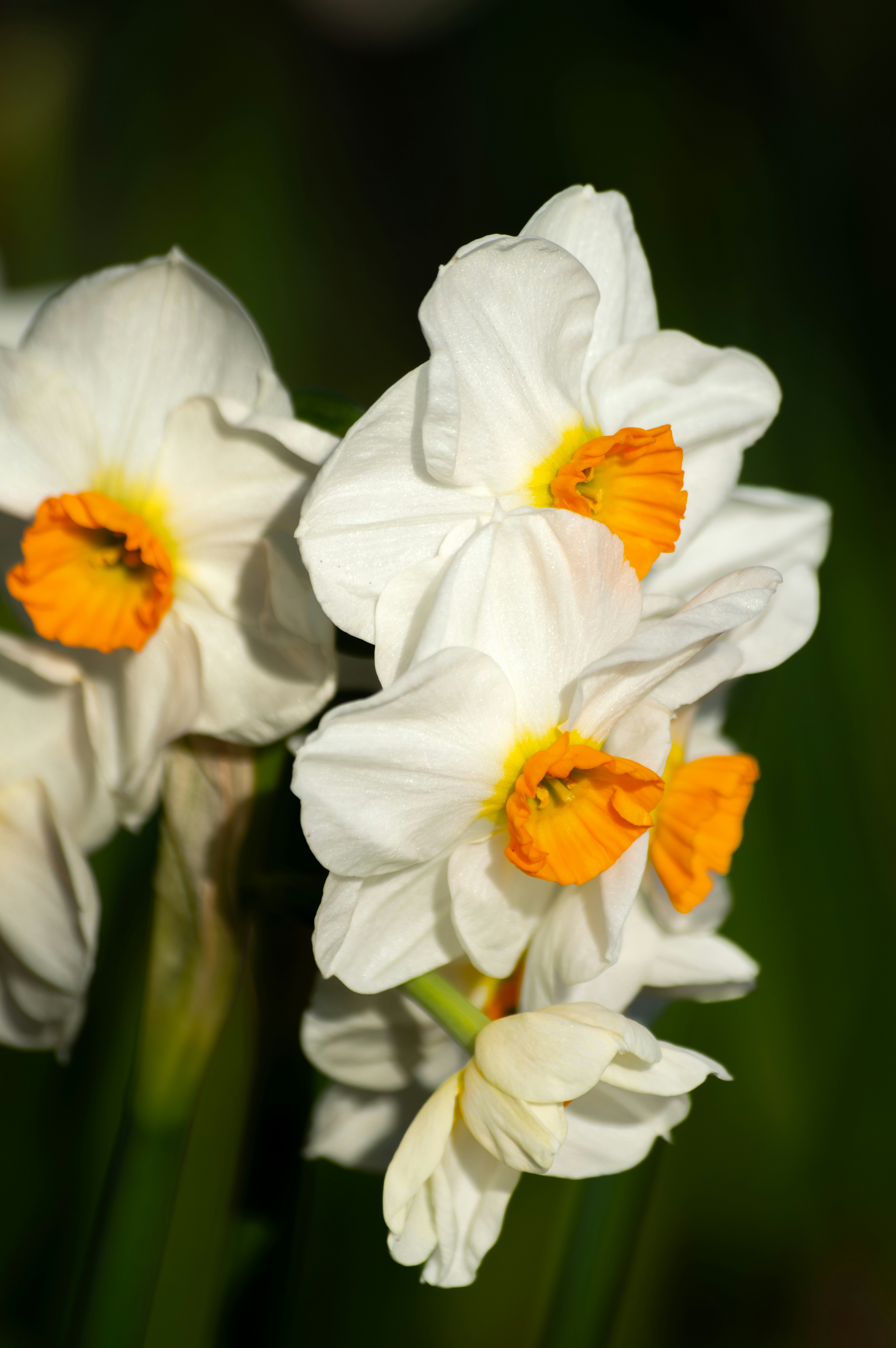 Photo by saidyigitcamlica