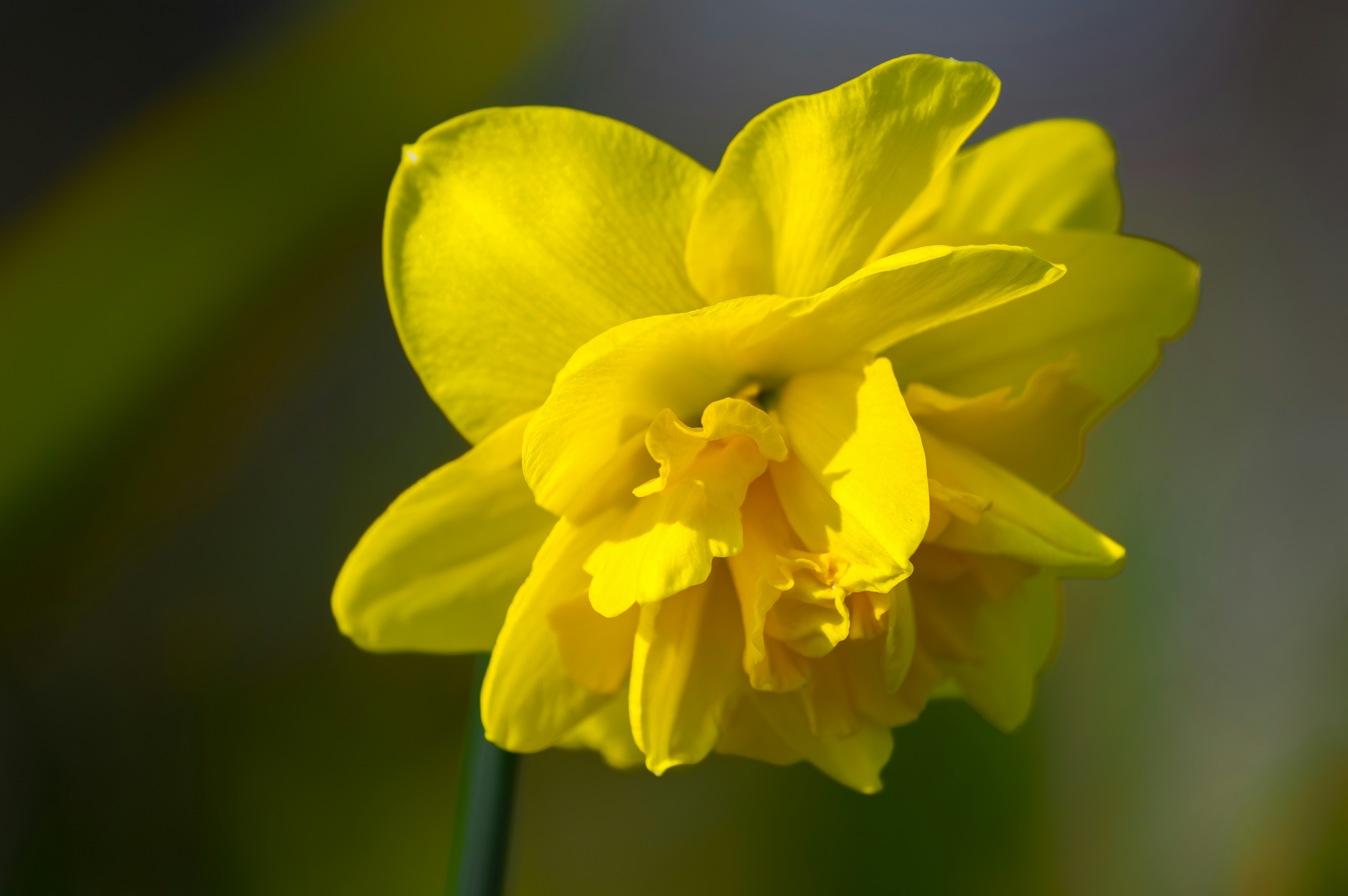 A bright yellow daffodil blossoms in the sunlight.