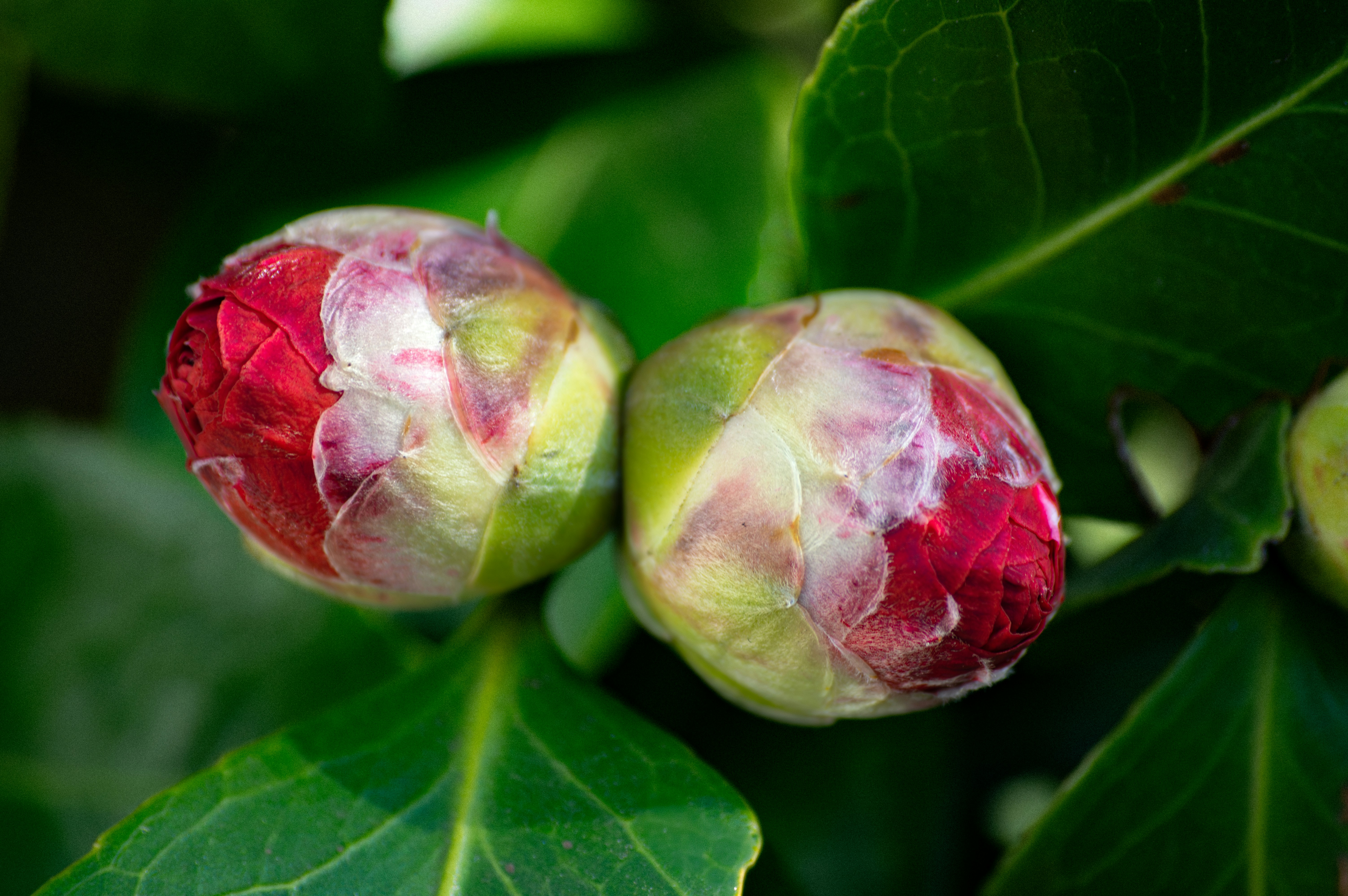Two red flower buds are ready to bloom.