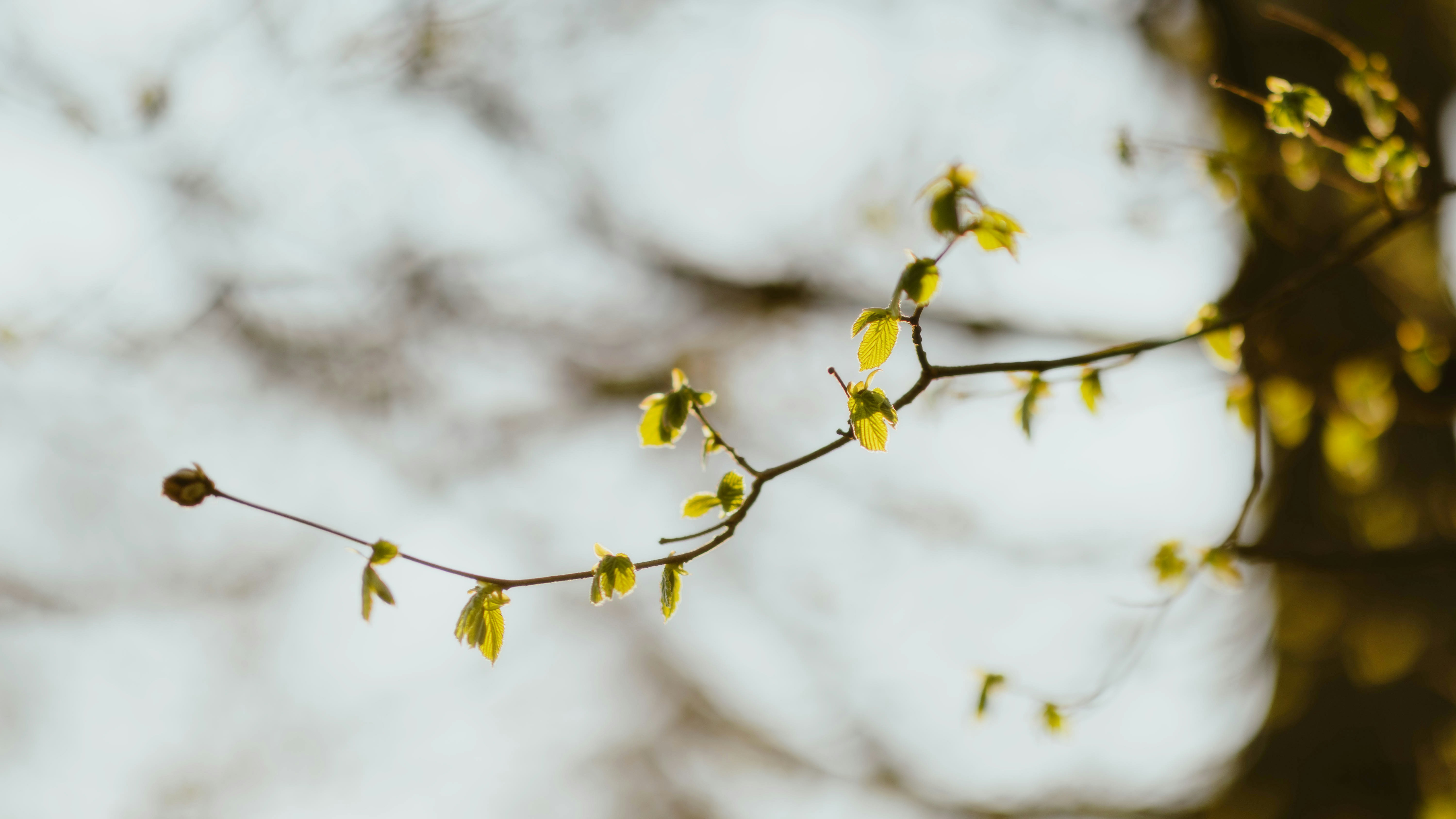 Photo by alingavriliuc