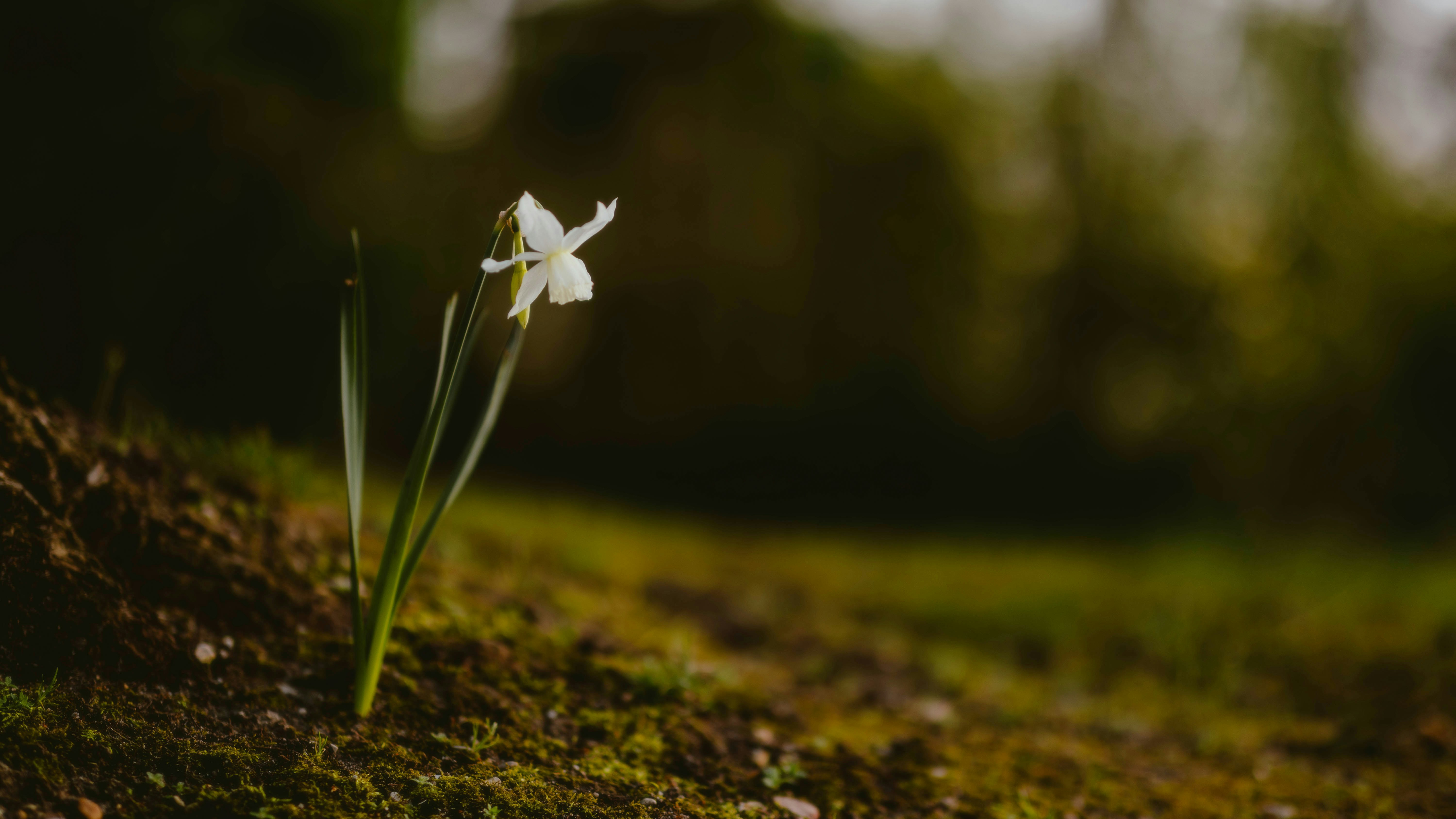 Photo by alingavriliuc