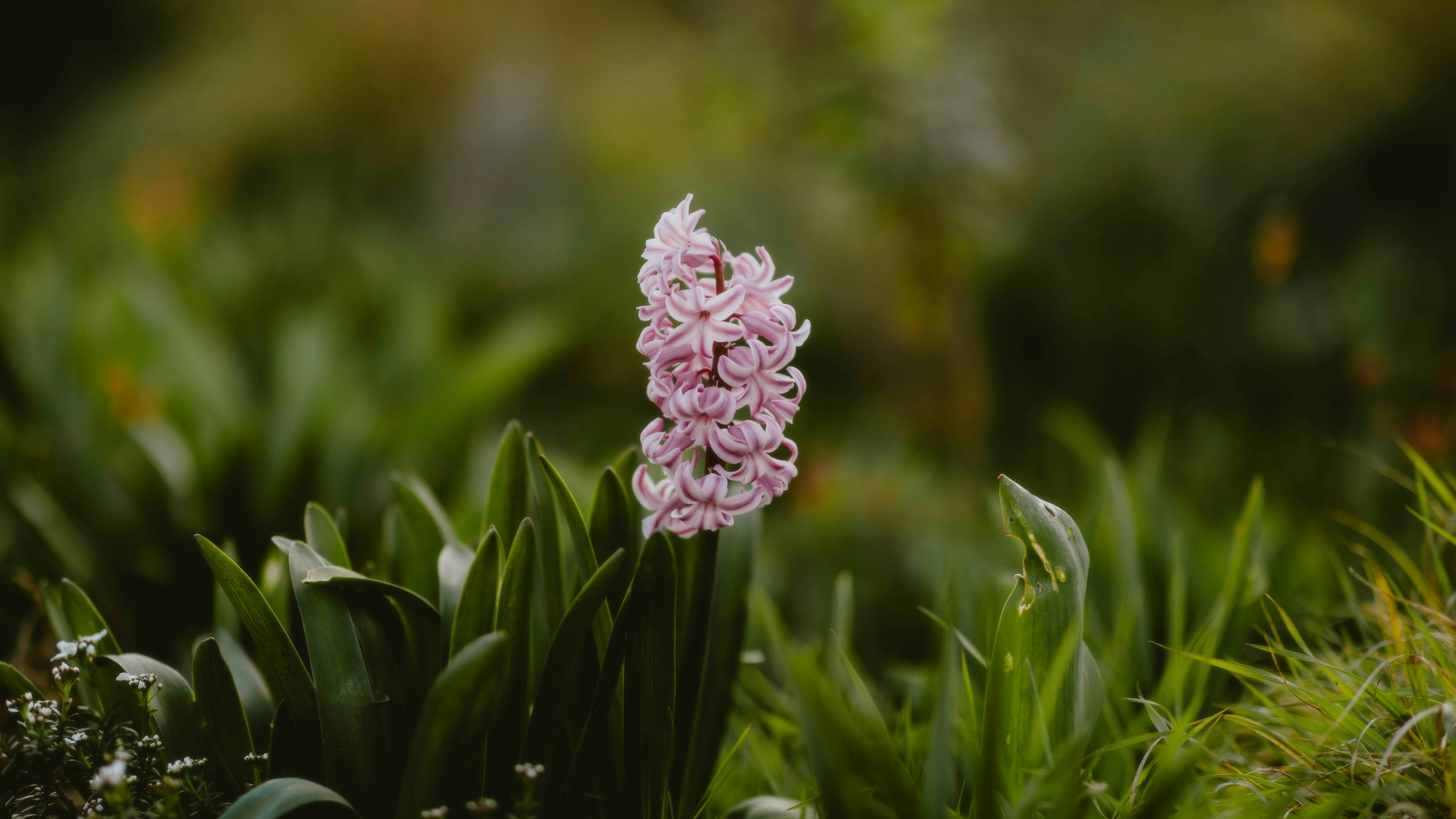 Photo by alingavriliuc