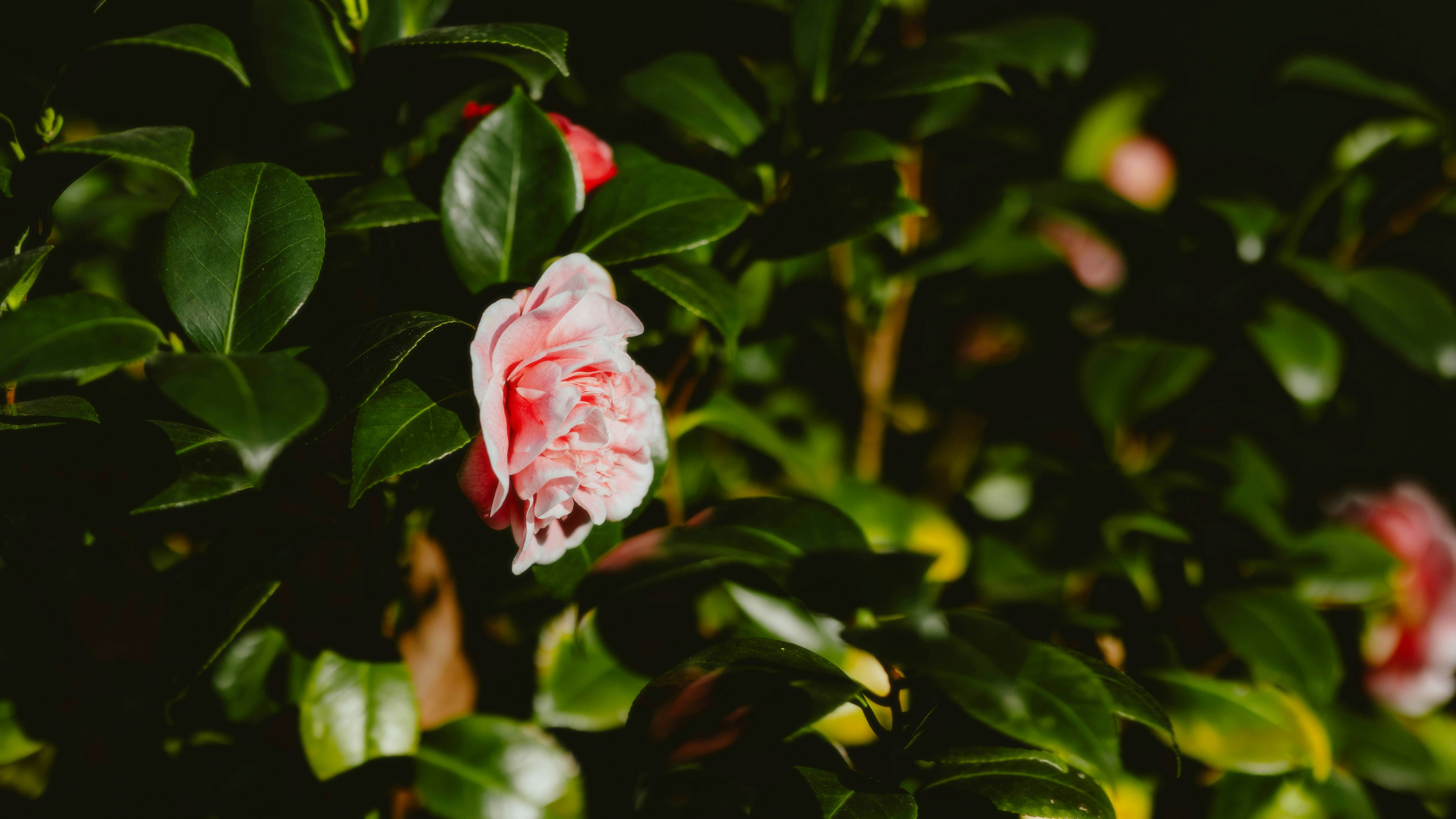 Photo by alingavriliuc