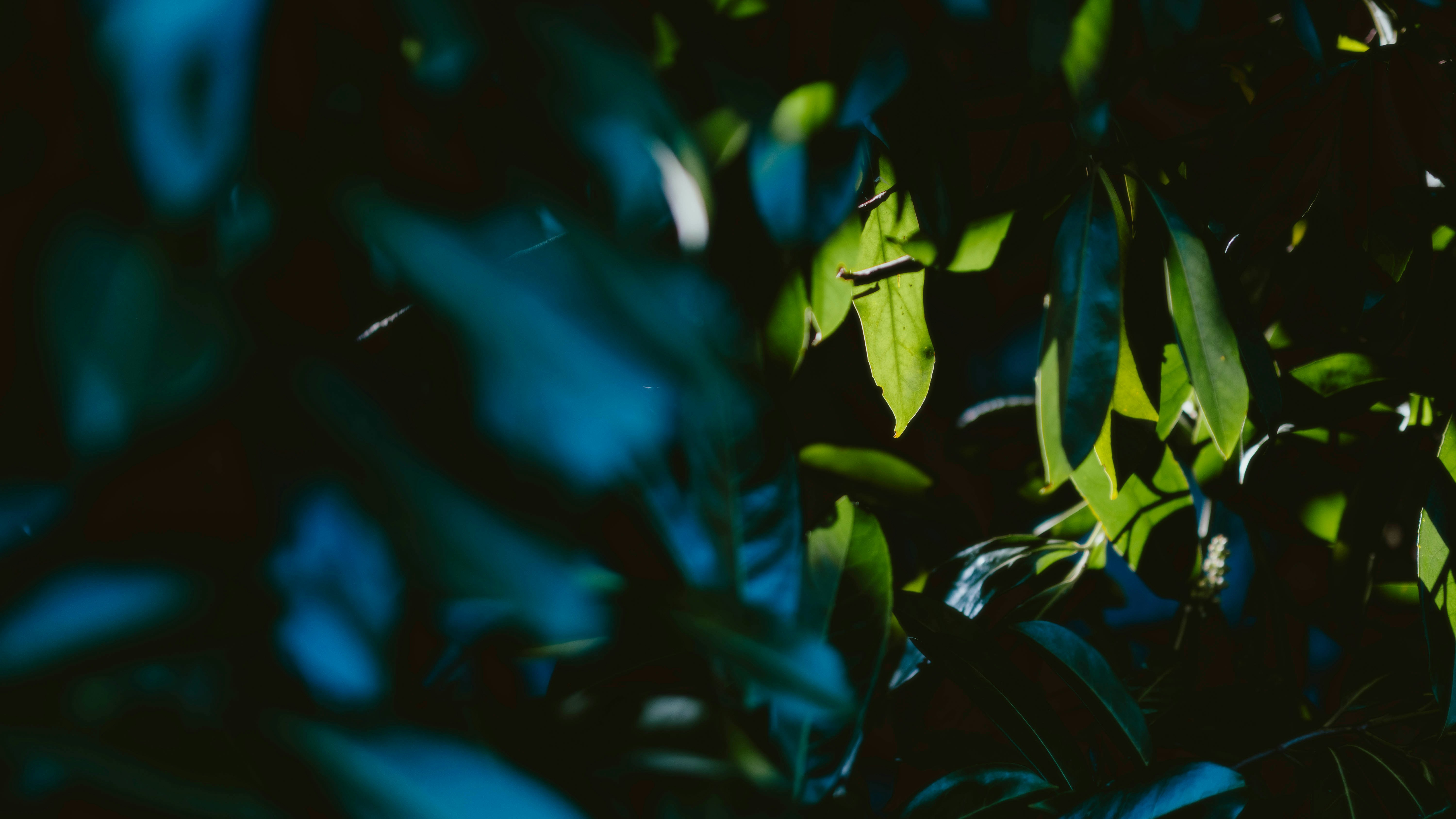 Photo by alingavriliuc