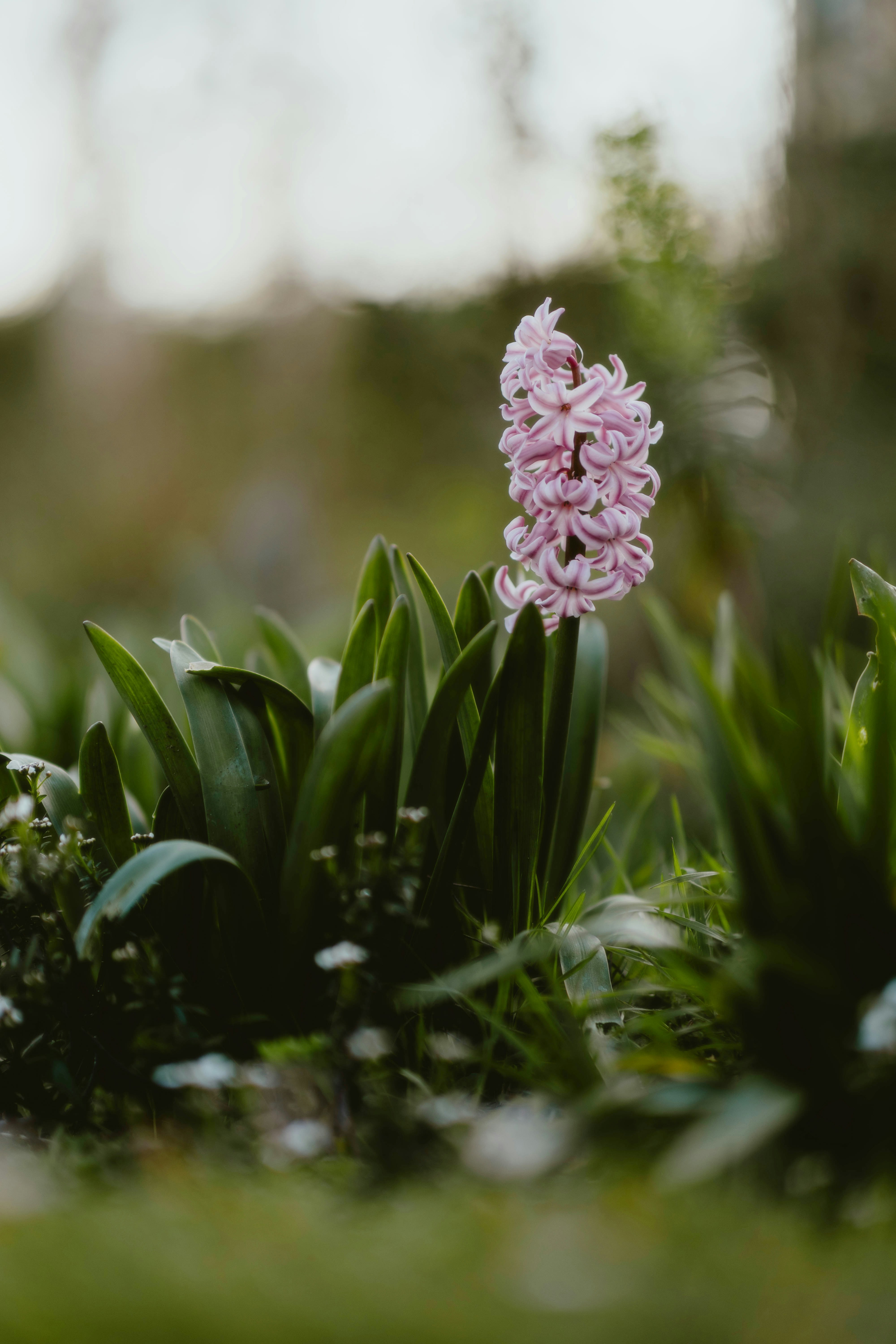 Photo by alingavriliuc