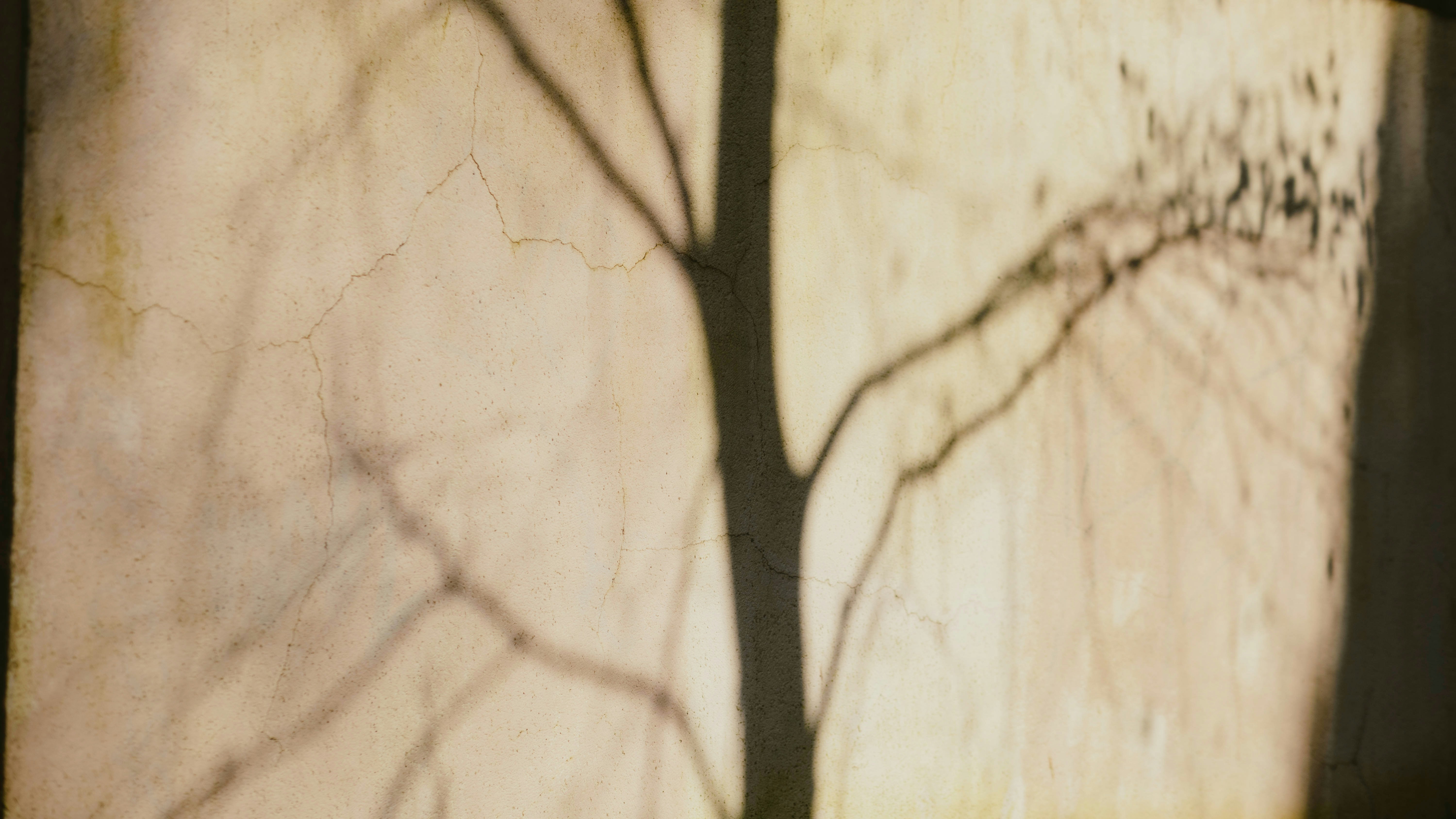 Photo by alingavriliuc