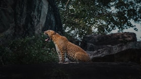 A leopard yawns widely while sitting.
