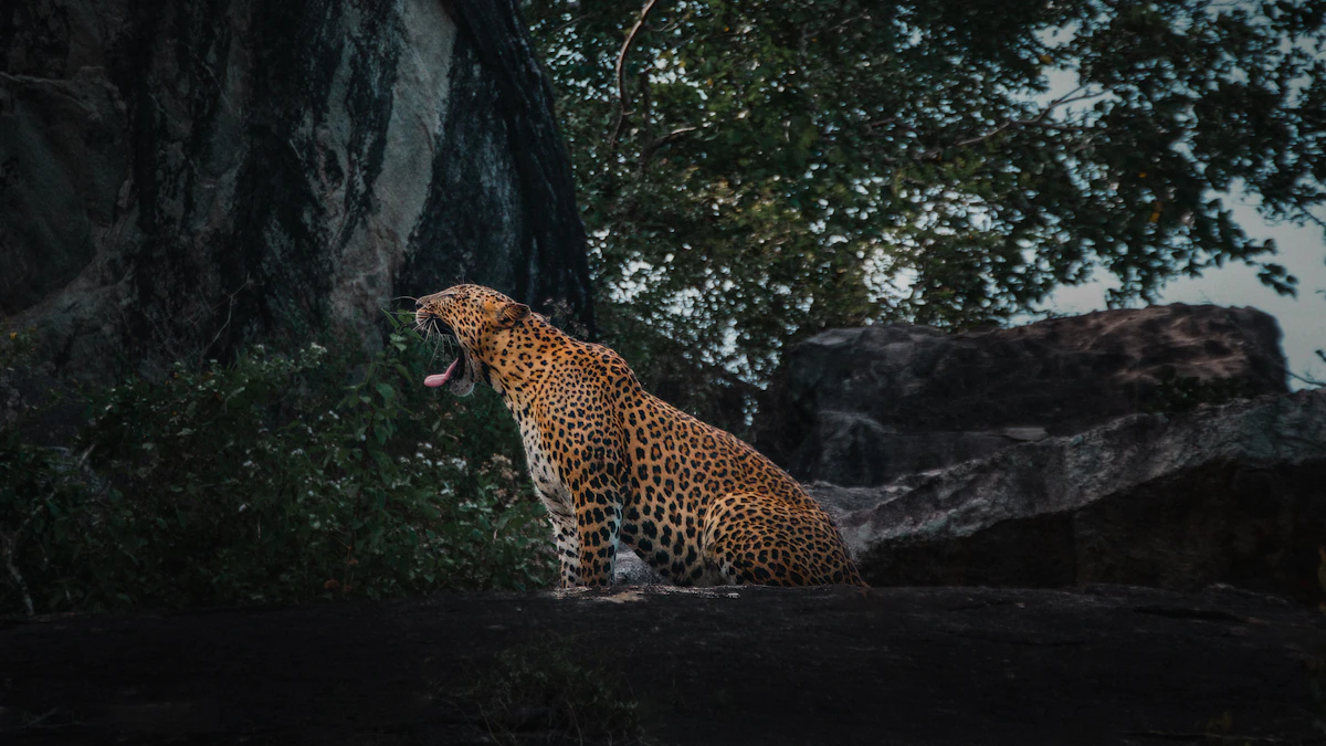Leopard resting during a Yala safari
