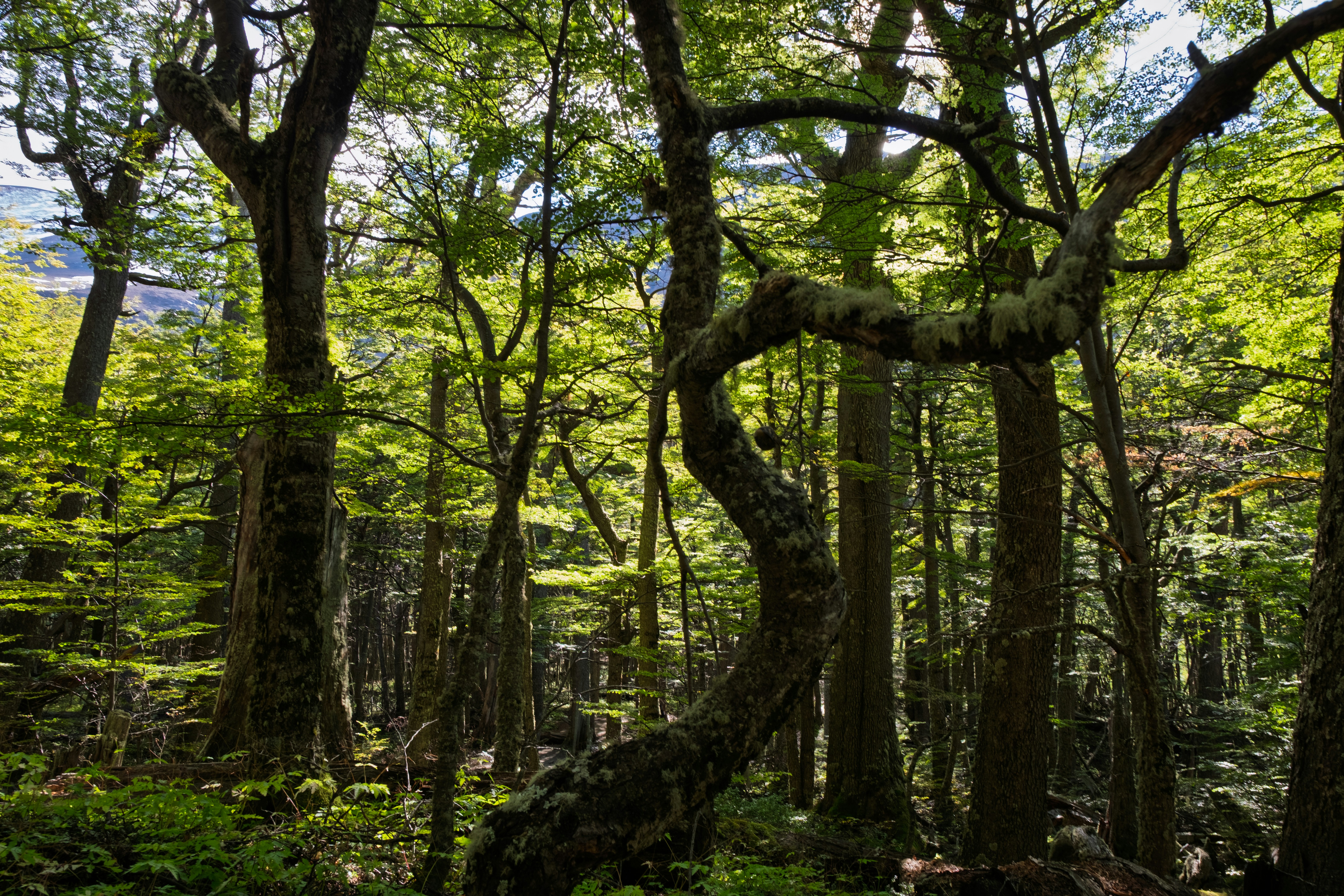 Photo by diegosmarines