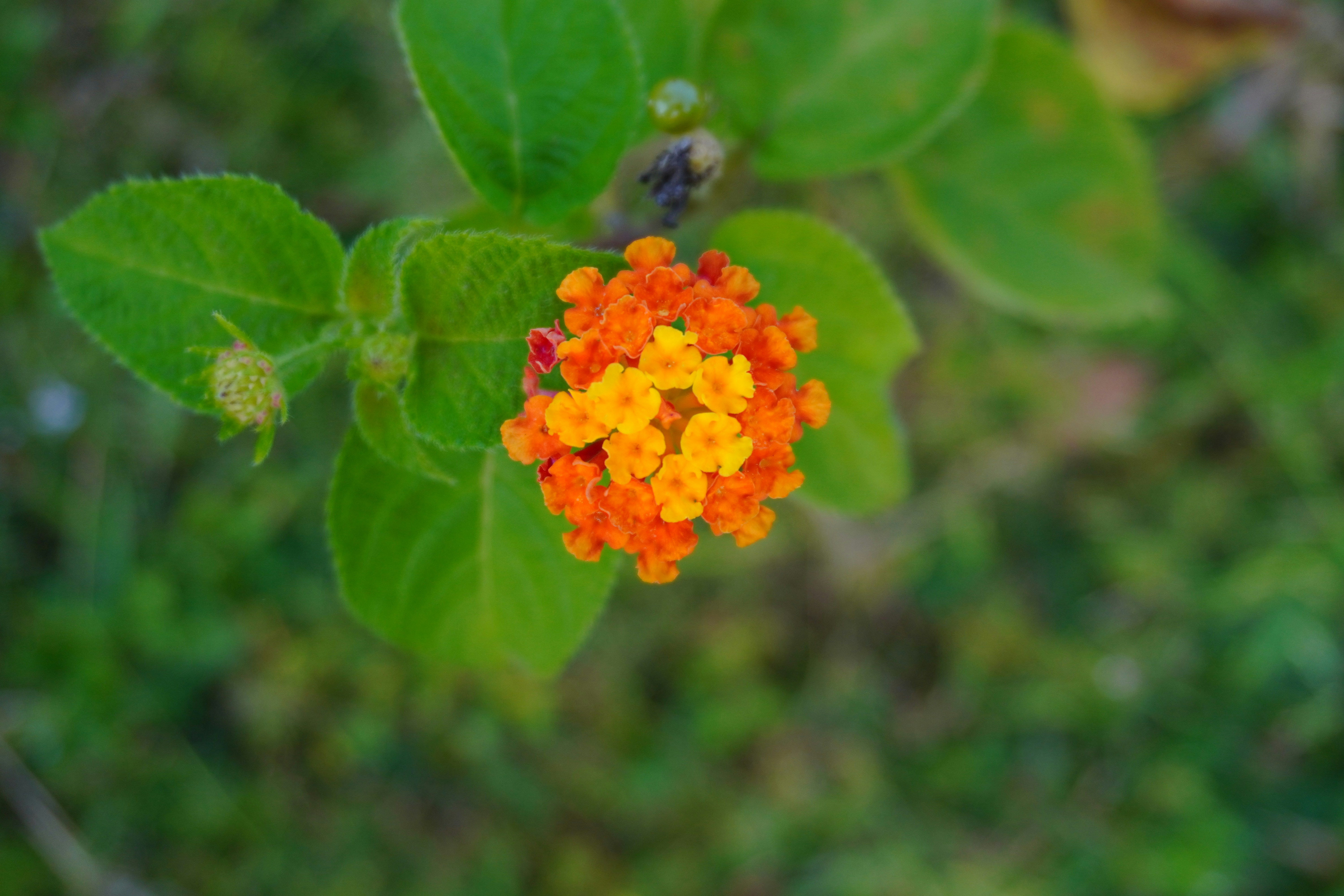 Photo by abhishektirkey