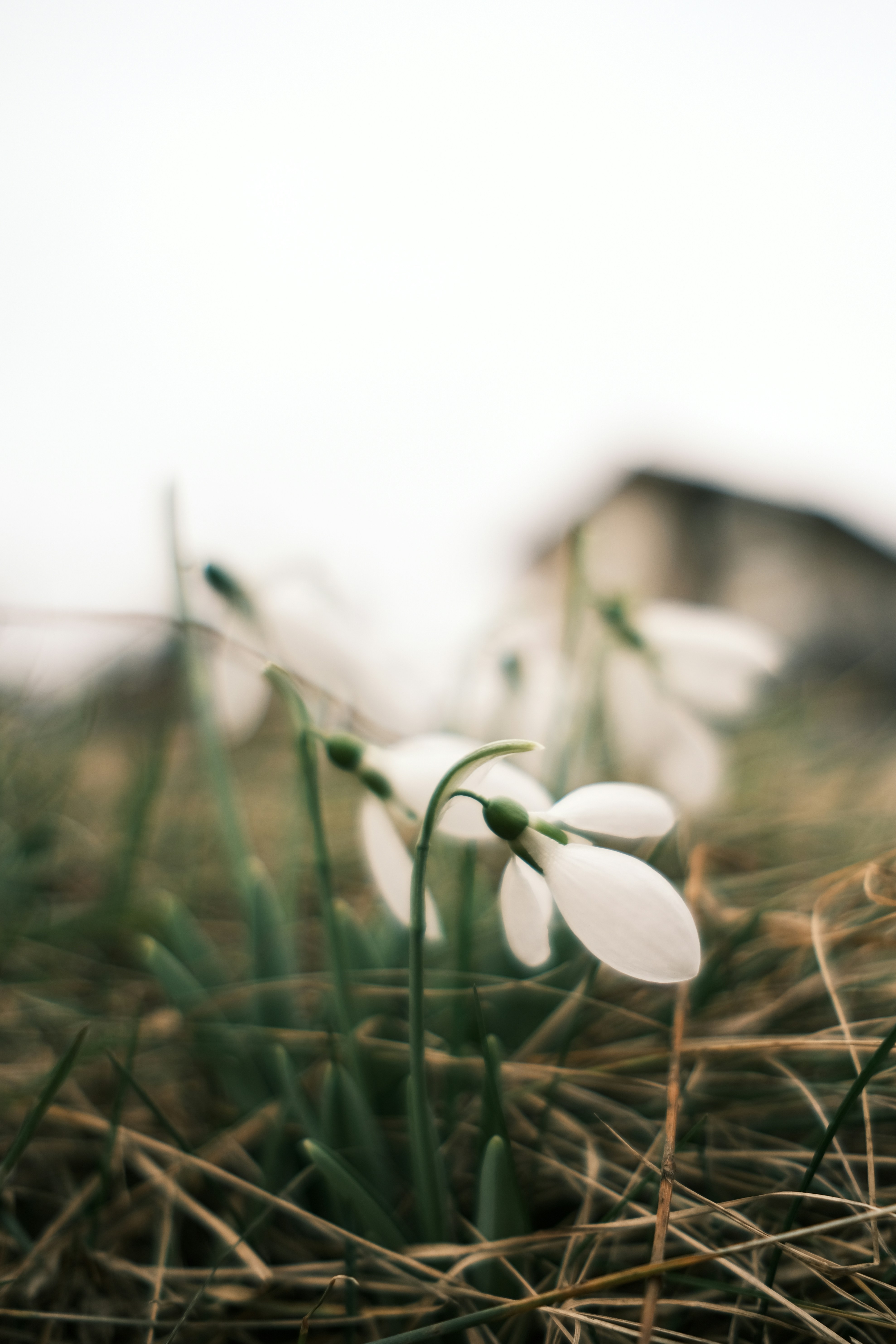 Snowdrop flowers bloom amidst dried grass.