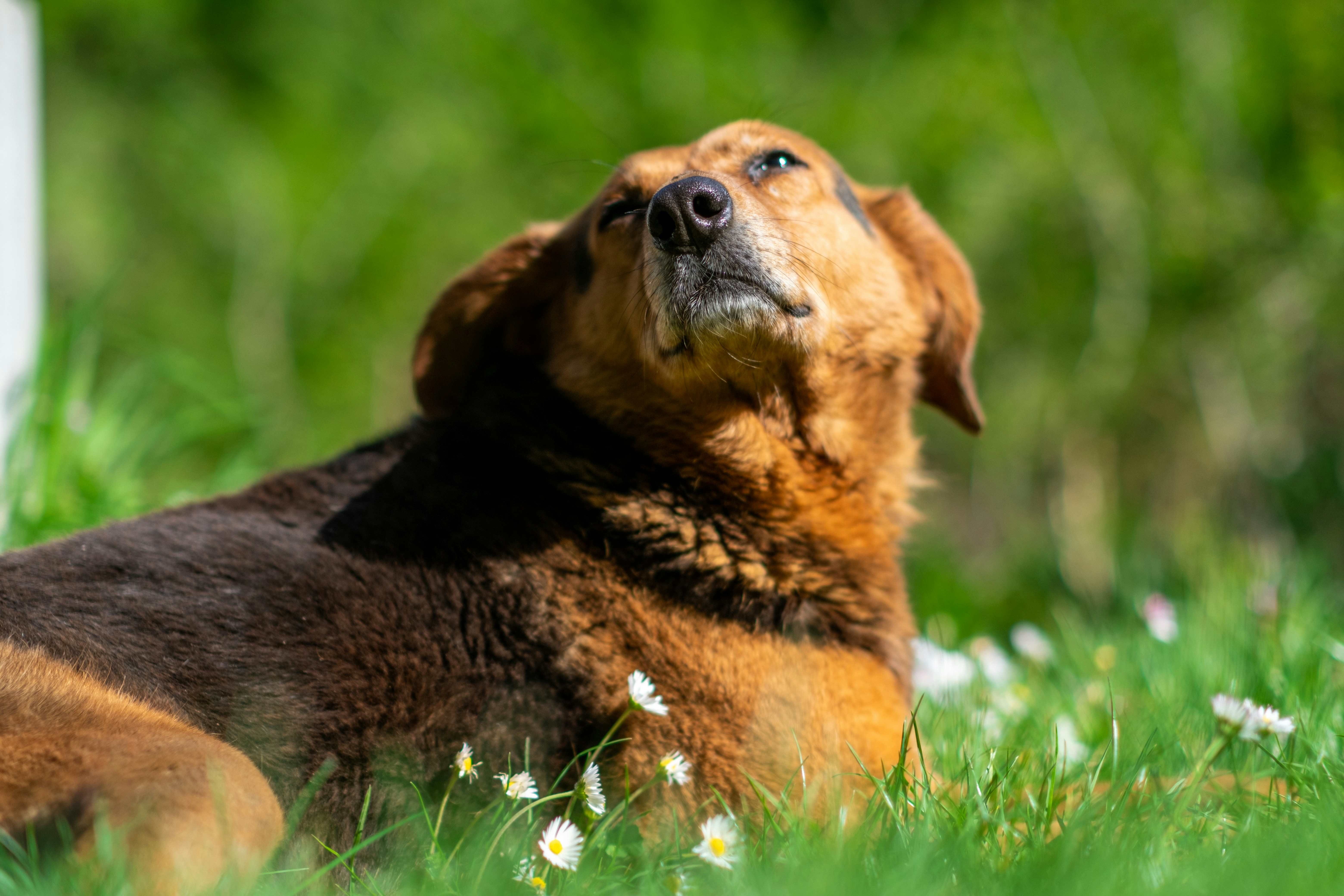 A dog basks in the sunlight.