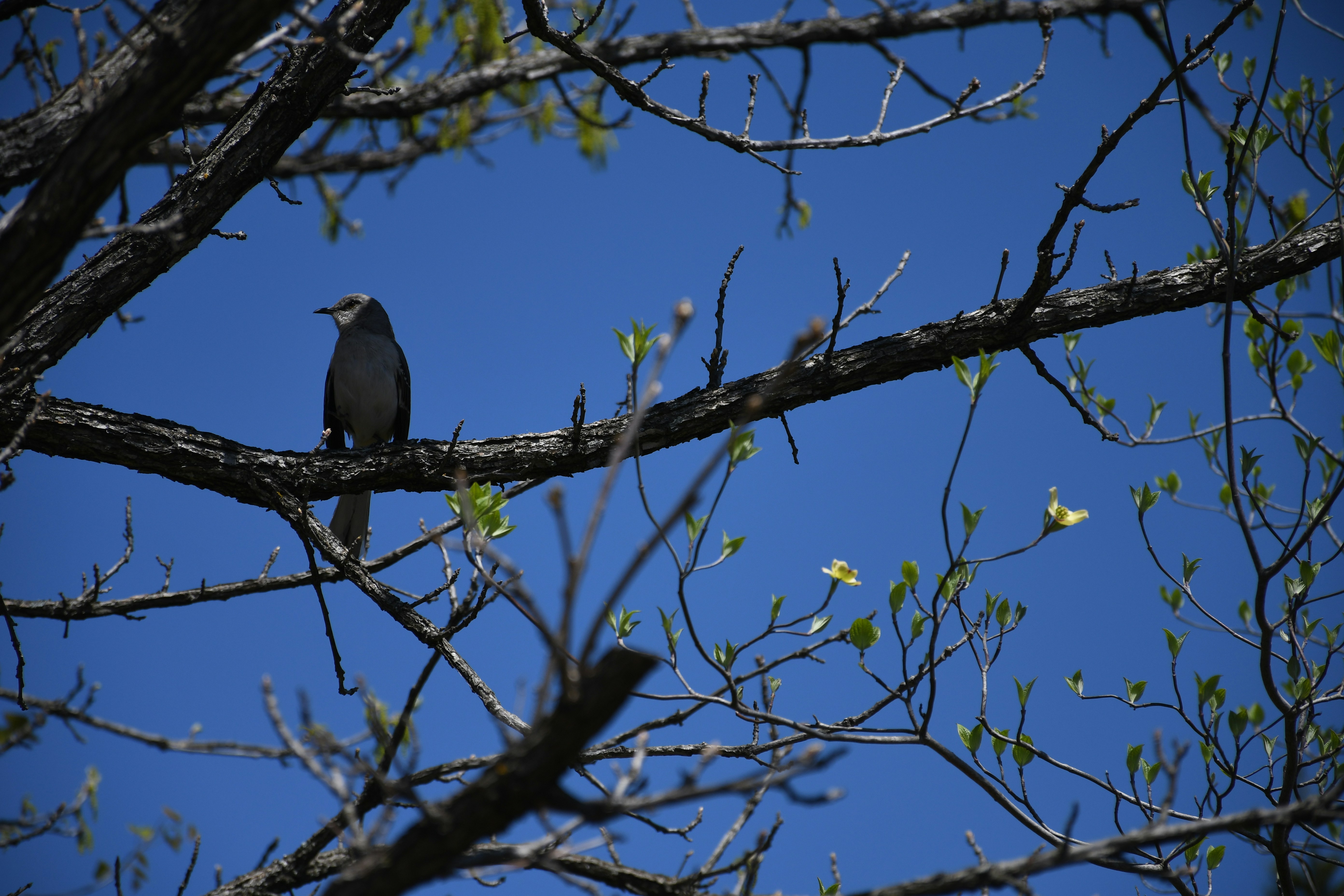 Photo by naturalist_boat
