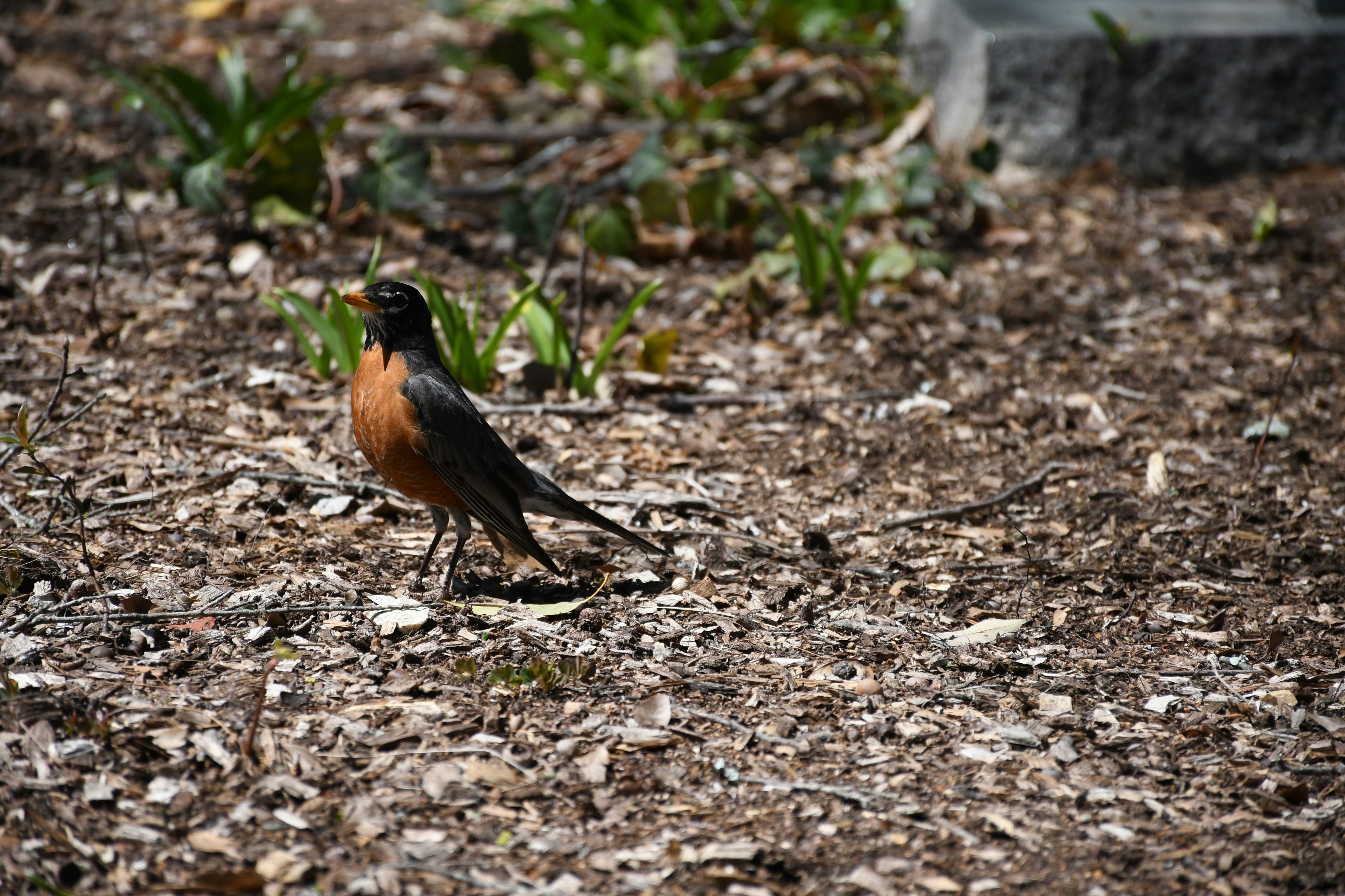 Photo by naturalist_boat