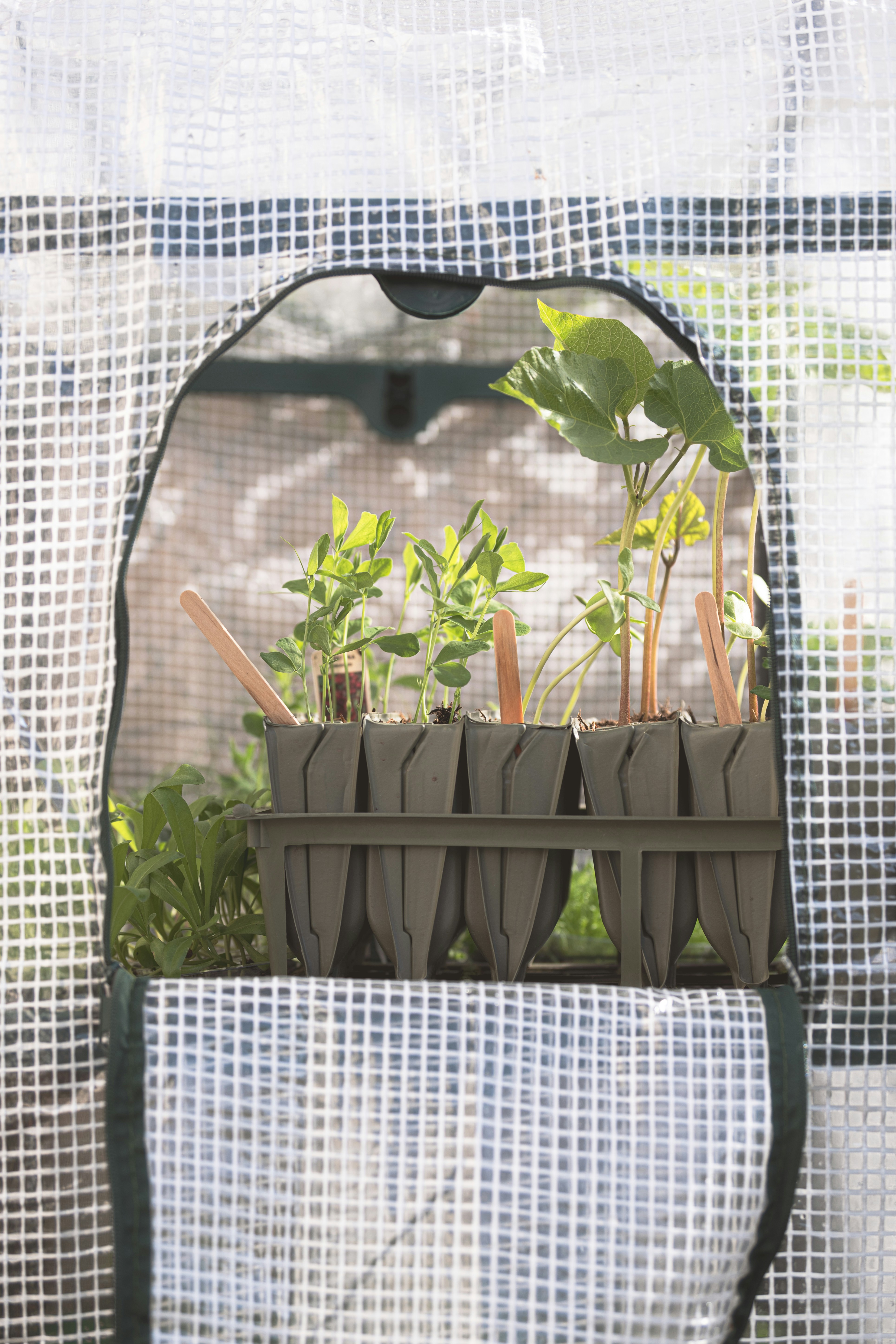 Young plants are growing in a small greenhouse.