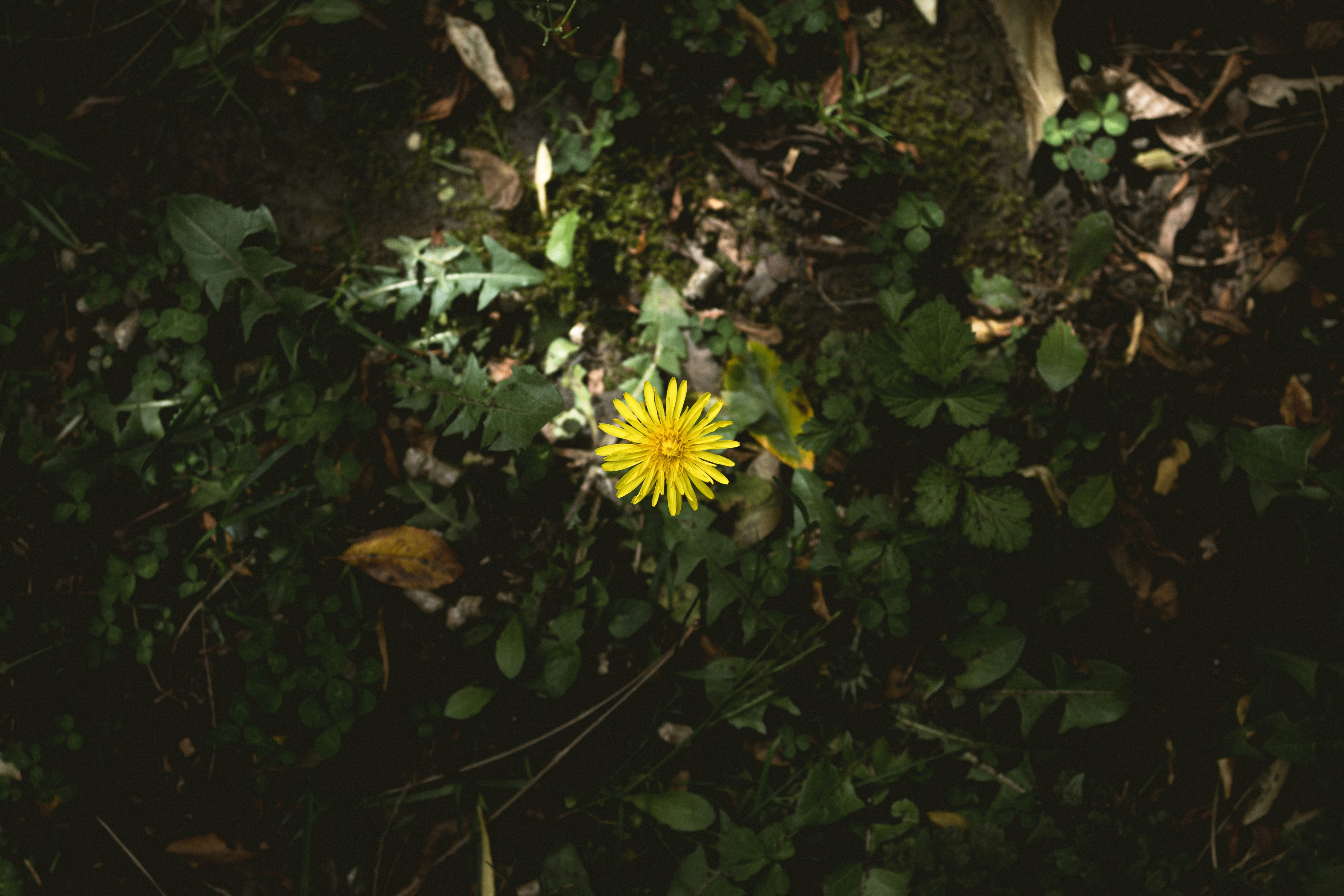 Joyful Greenery for Your Home