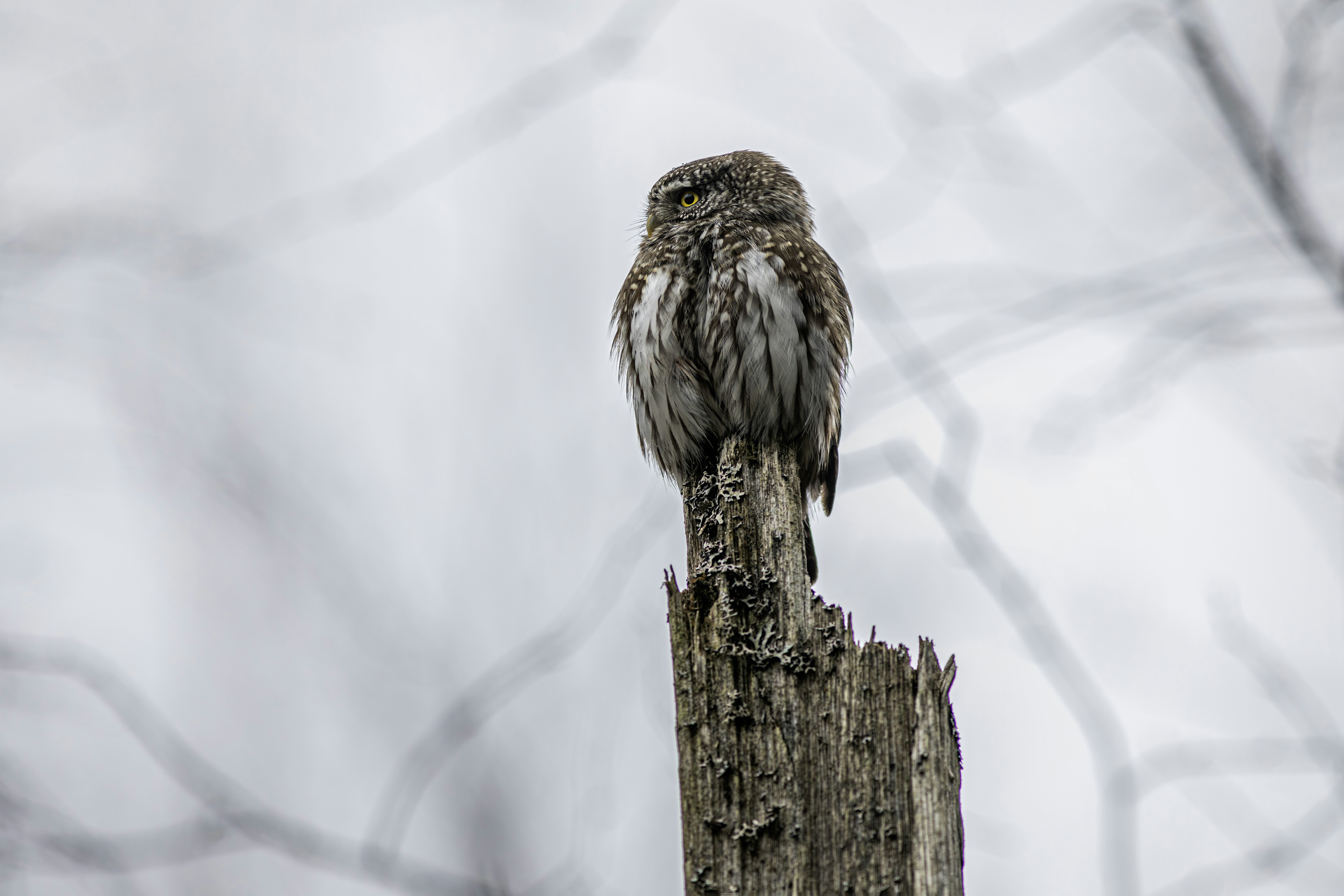 Photo by erik_karits