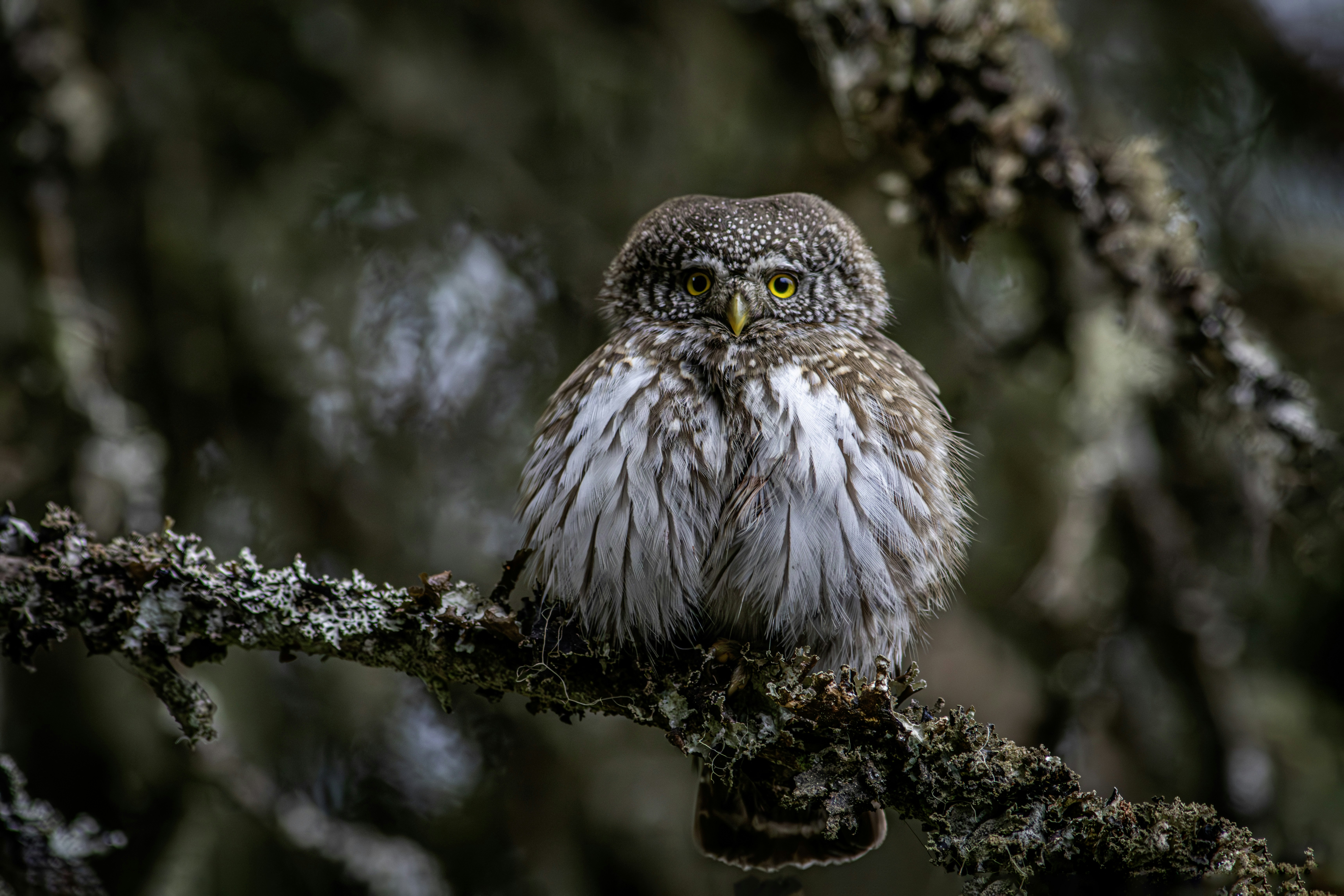 Photo by erik_karits