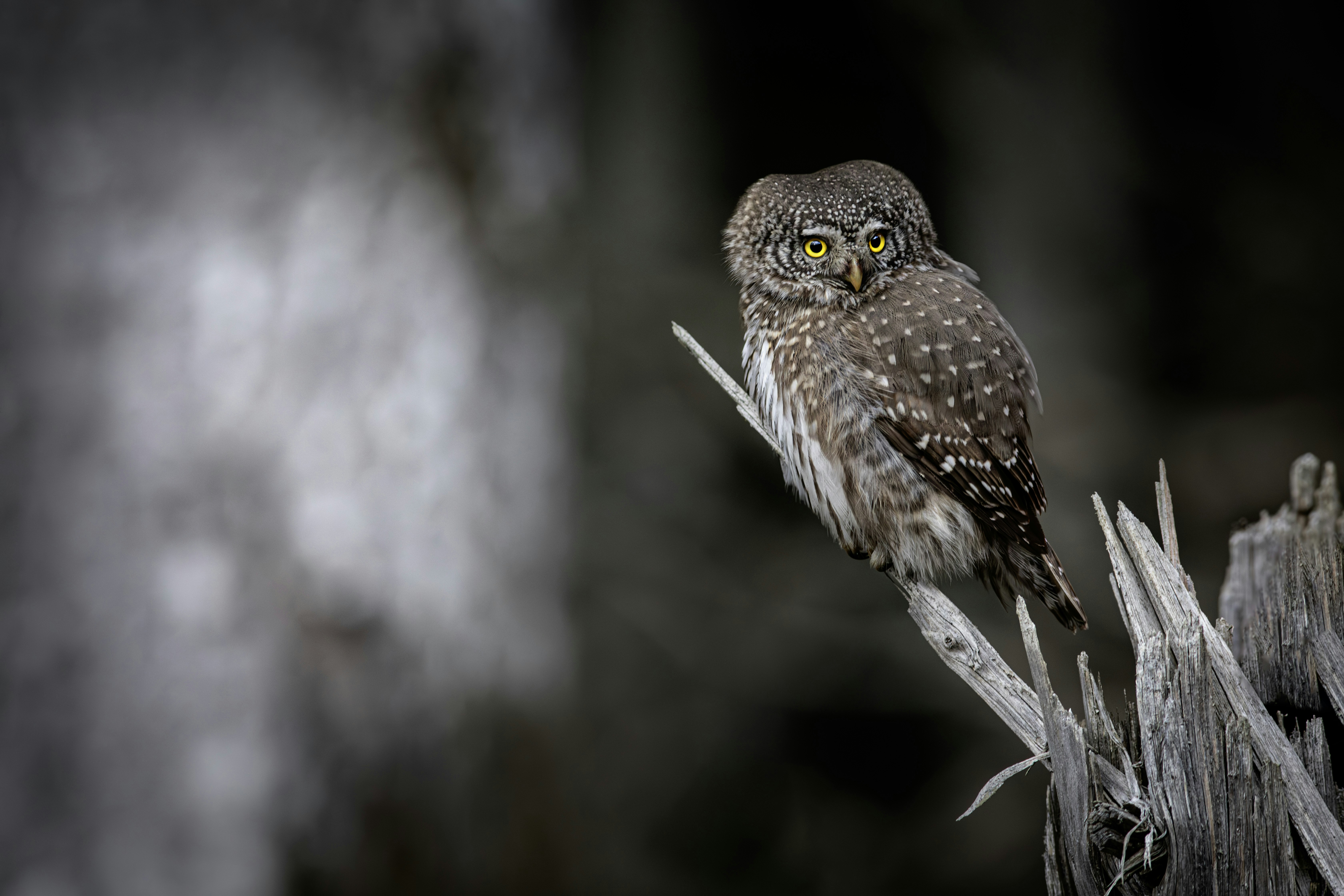 Photo by erik_karits