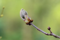 A new bud is emerging on a branch.