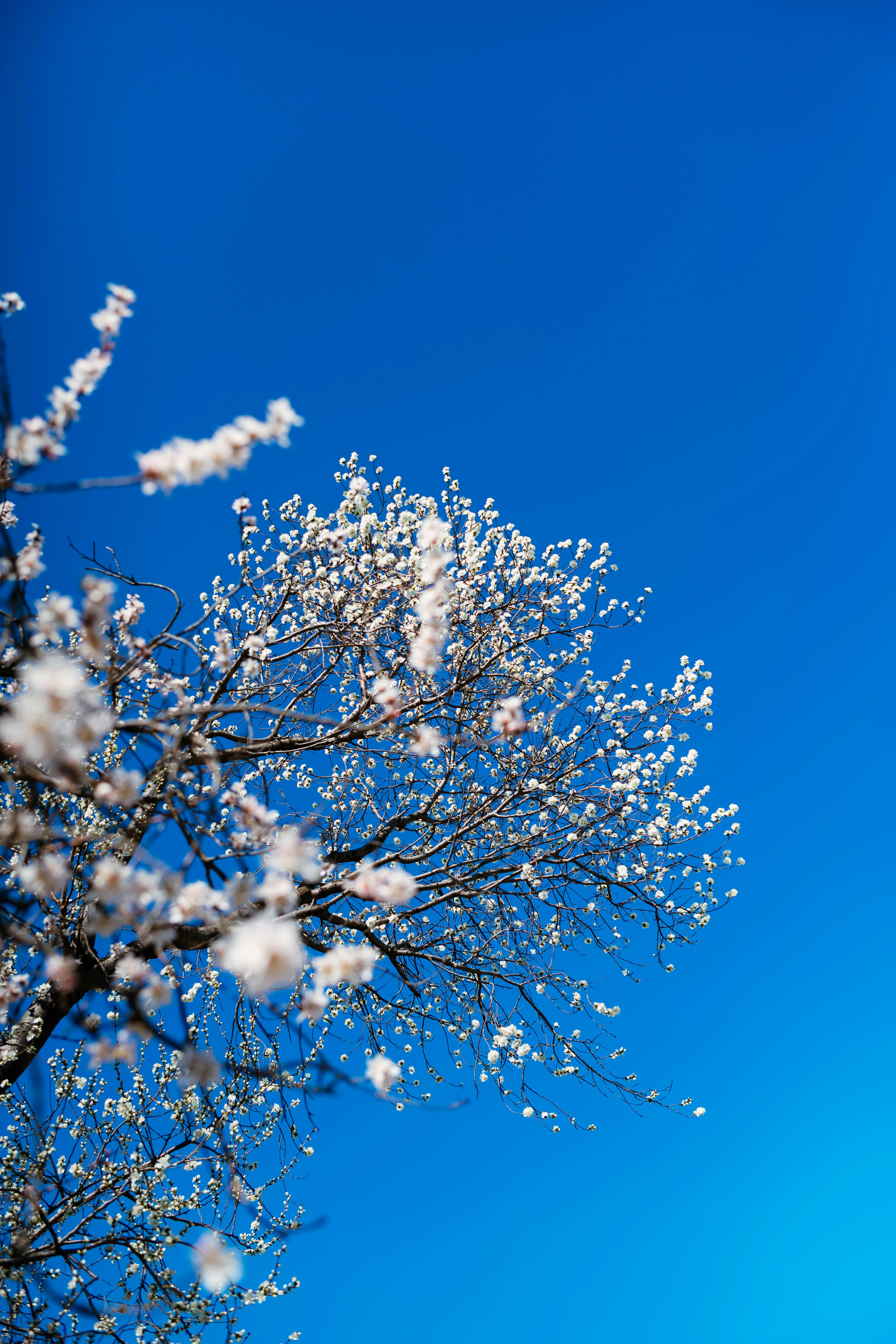 Photo by tommaomaoer