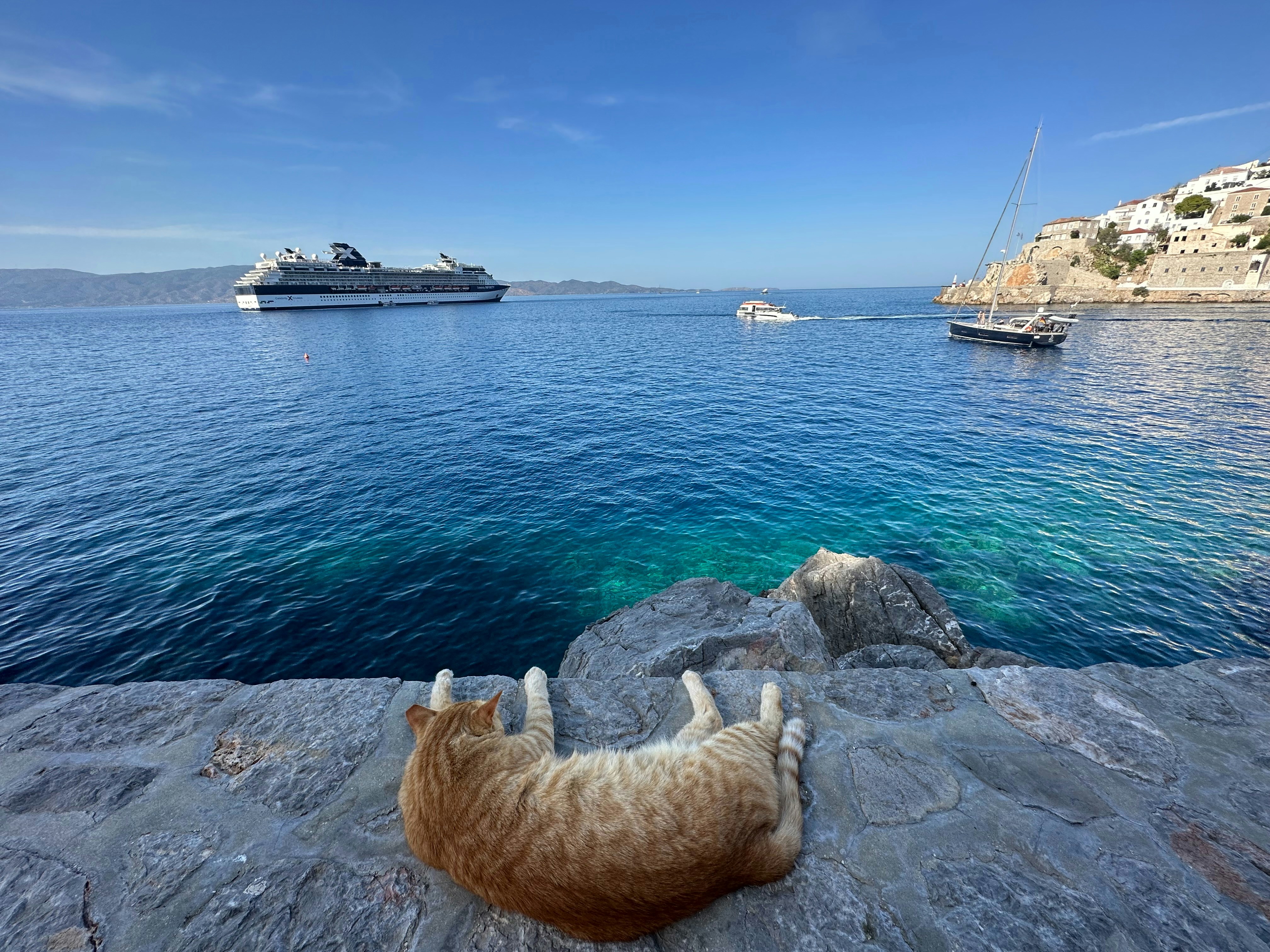 A cat sunbathes with an ocean view.
