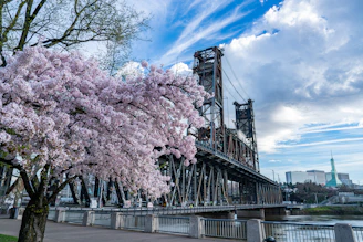 Cherry blossoms bloom near a historic bridge.