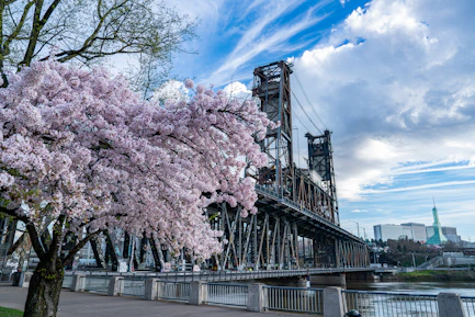 Cherry blossoms bloom near a historic bridge.