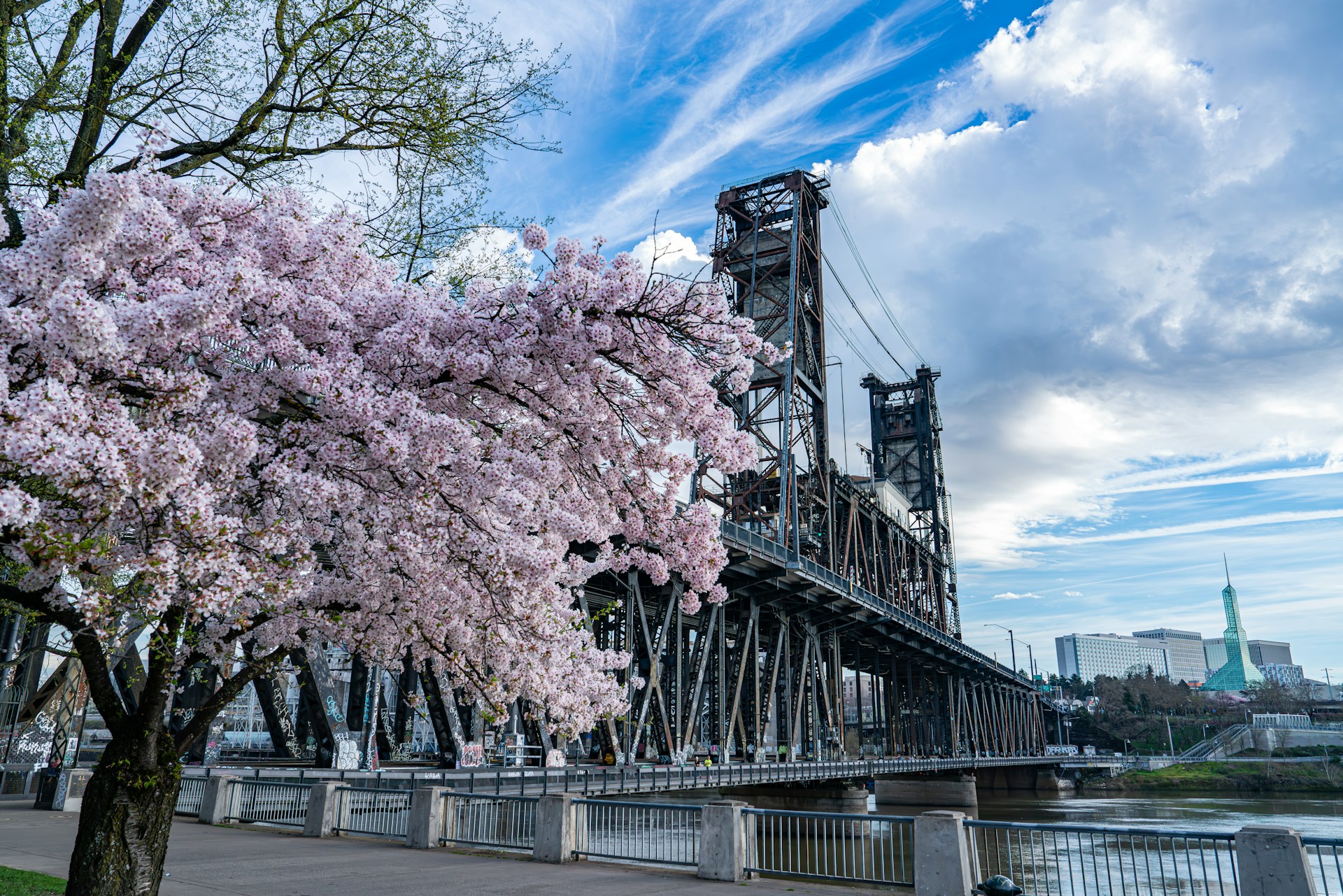 Cherry blossoms bloom near a historic bridge.