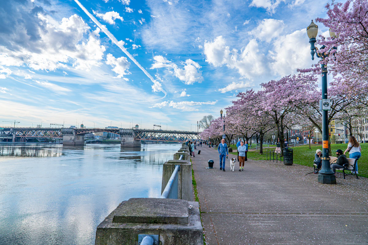 Cherry blossom trees lining a waterfront walkway with a river and bridge in the background