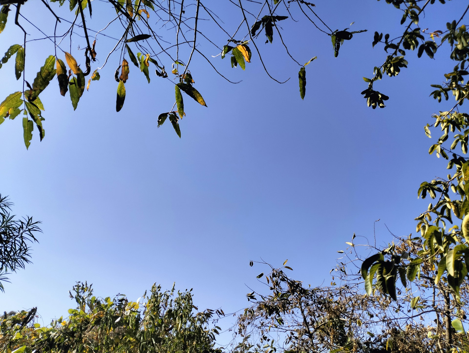 Branches frame the bright blue sky.