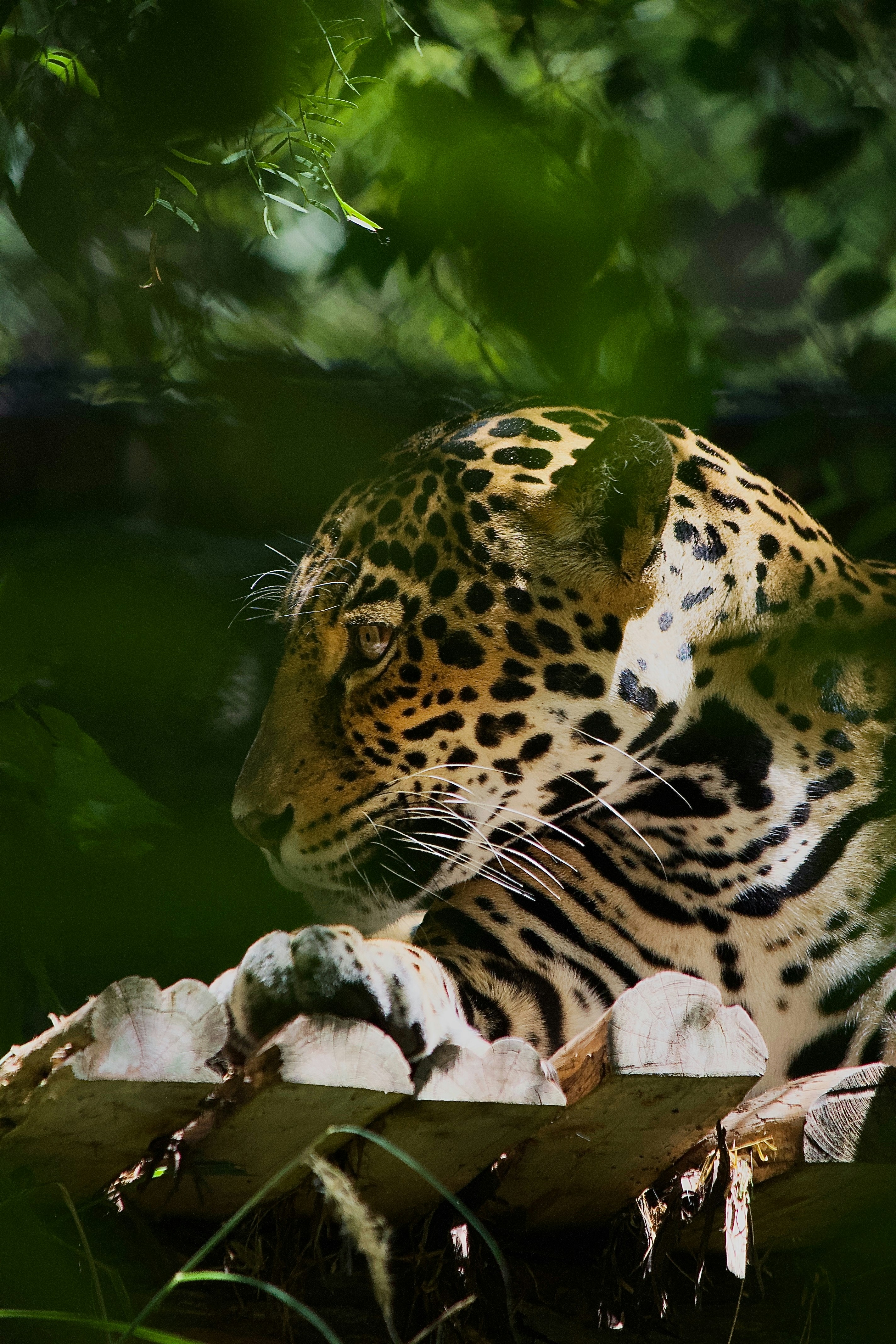 Jaguars Can Crack Open Turtle Shells Like Potato Chips (image credits: unsplash)