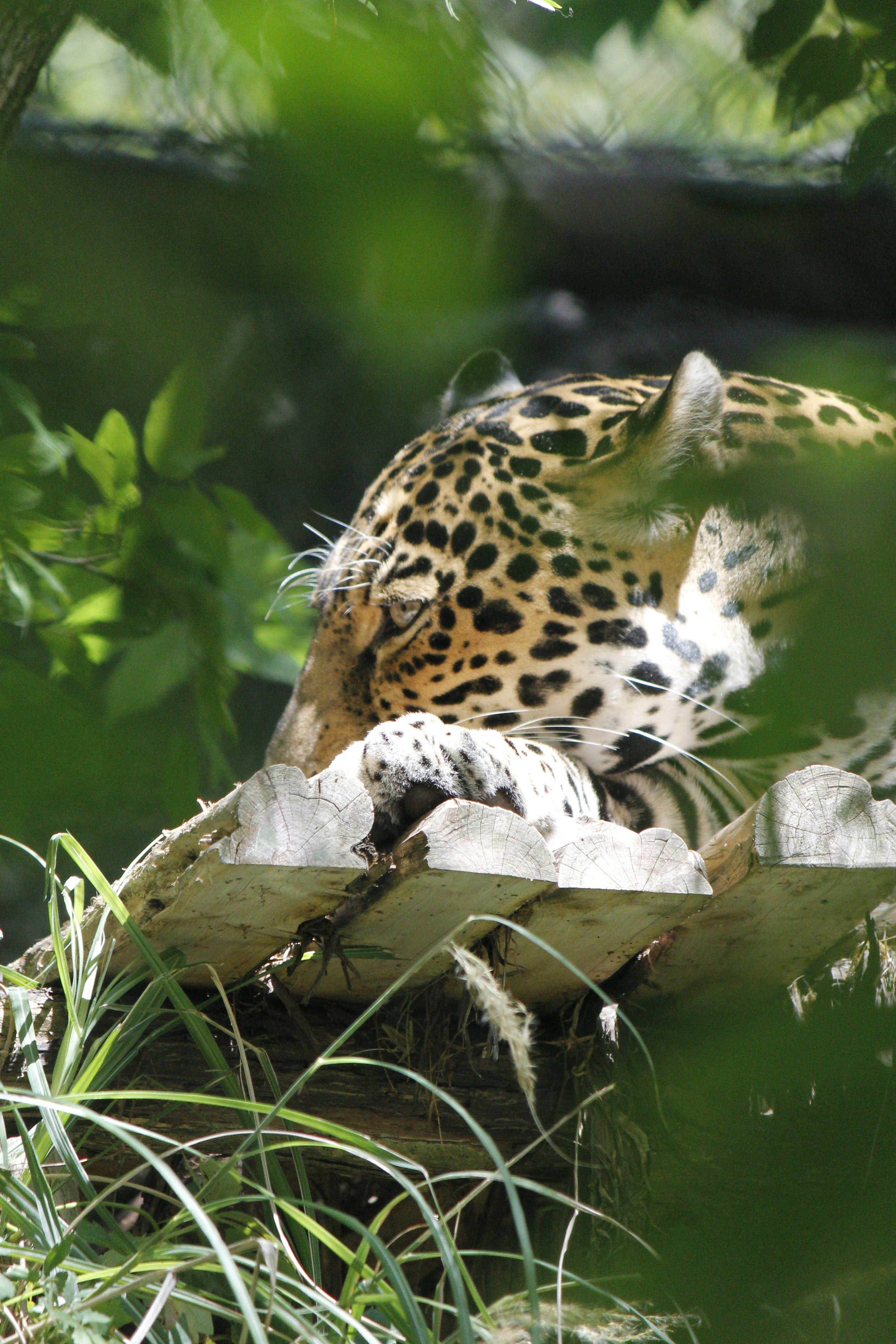 A NEW SNOUTED TREEFROG OF THE GENUS SCINAX (ANURA, HYLIDAE) FROM THE  WHITE-SAND FORESTS OF CENTRAL AMAZONIA, image size:3000x4500