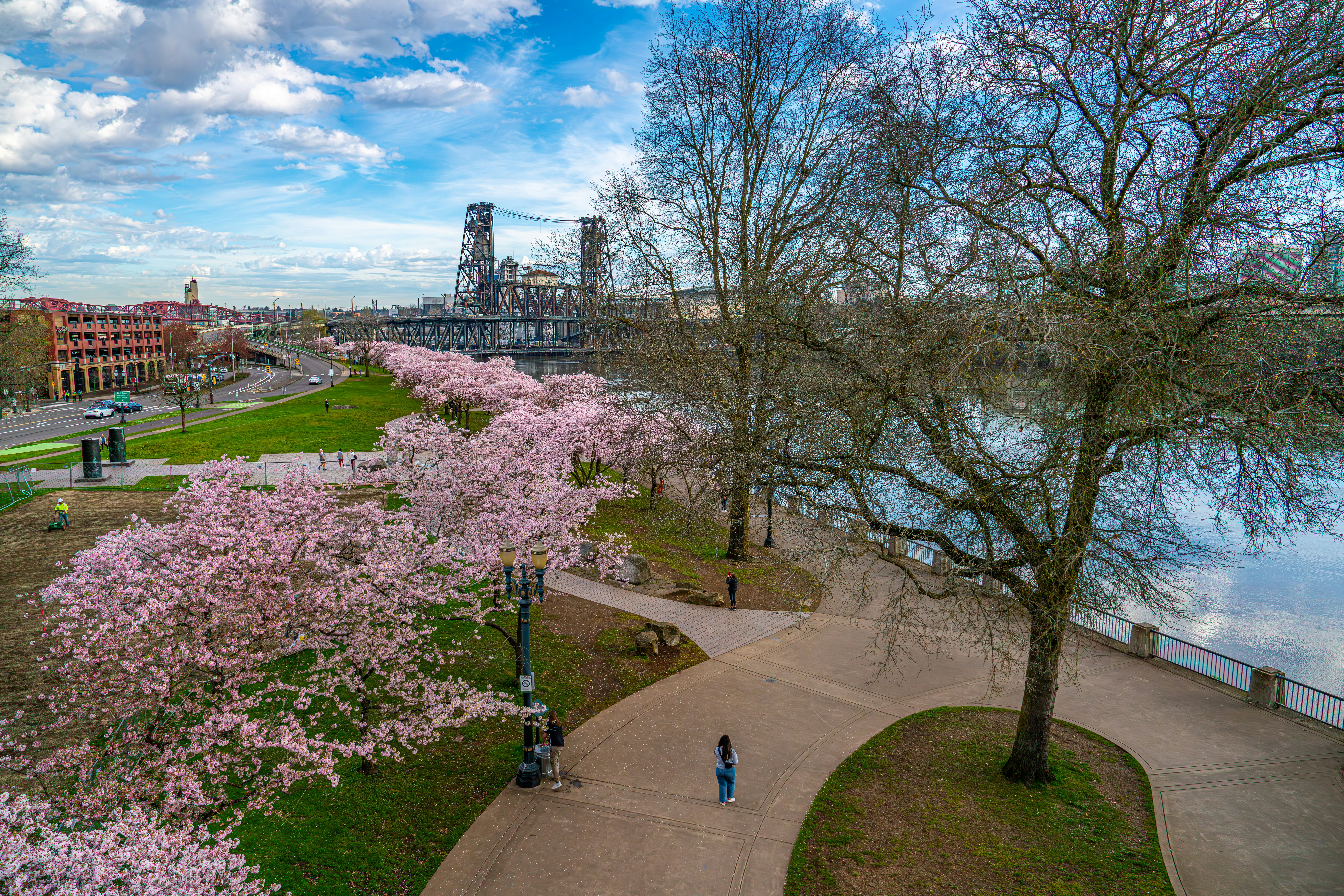 Cherry blossoms bloom alongside a river.