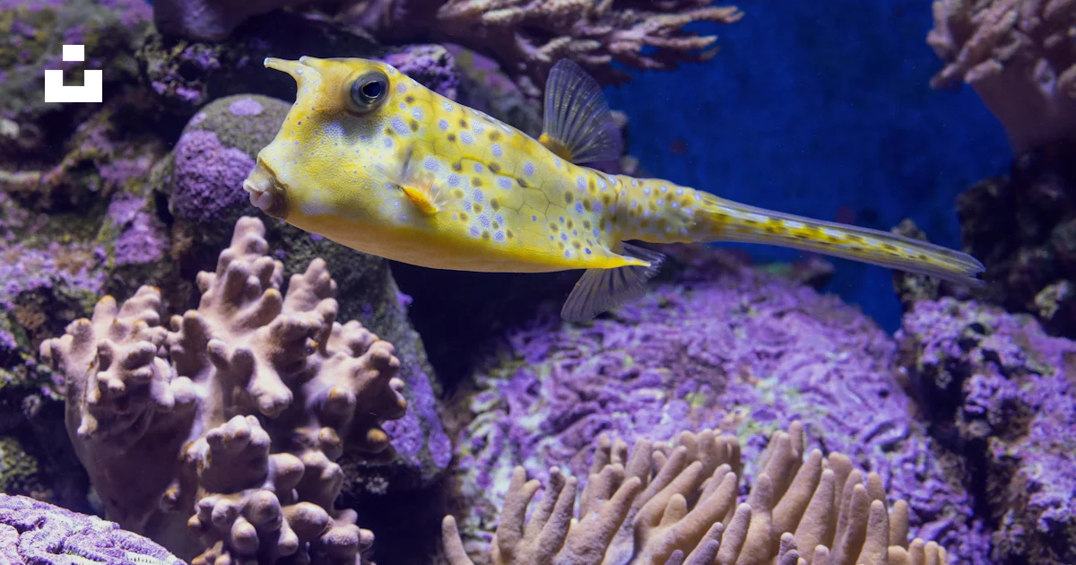 Boxy Fish A yellow boxfish swims near coral in blue water. photo – Free Aquarium ...