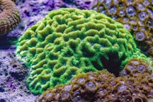 Vibrant green coral reef with details.