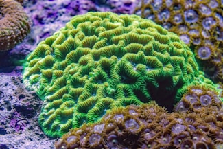 Vibrant green coral reef with details.