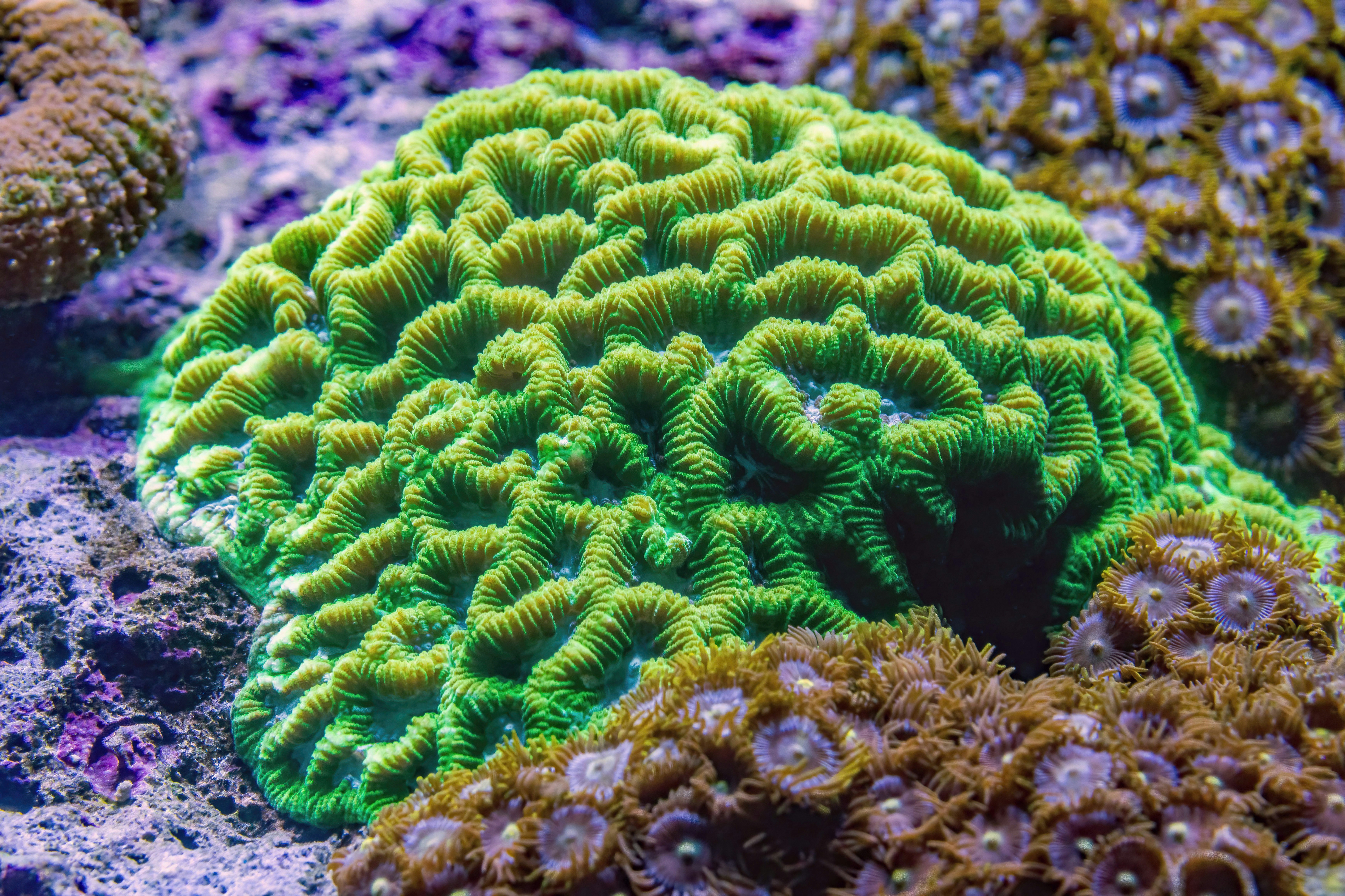 A lime green coral at the Cairns Aquarium in Australia.