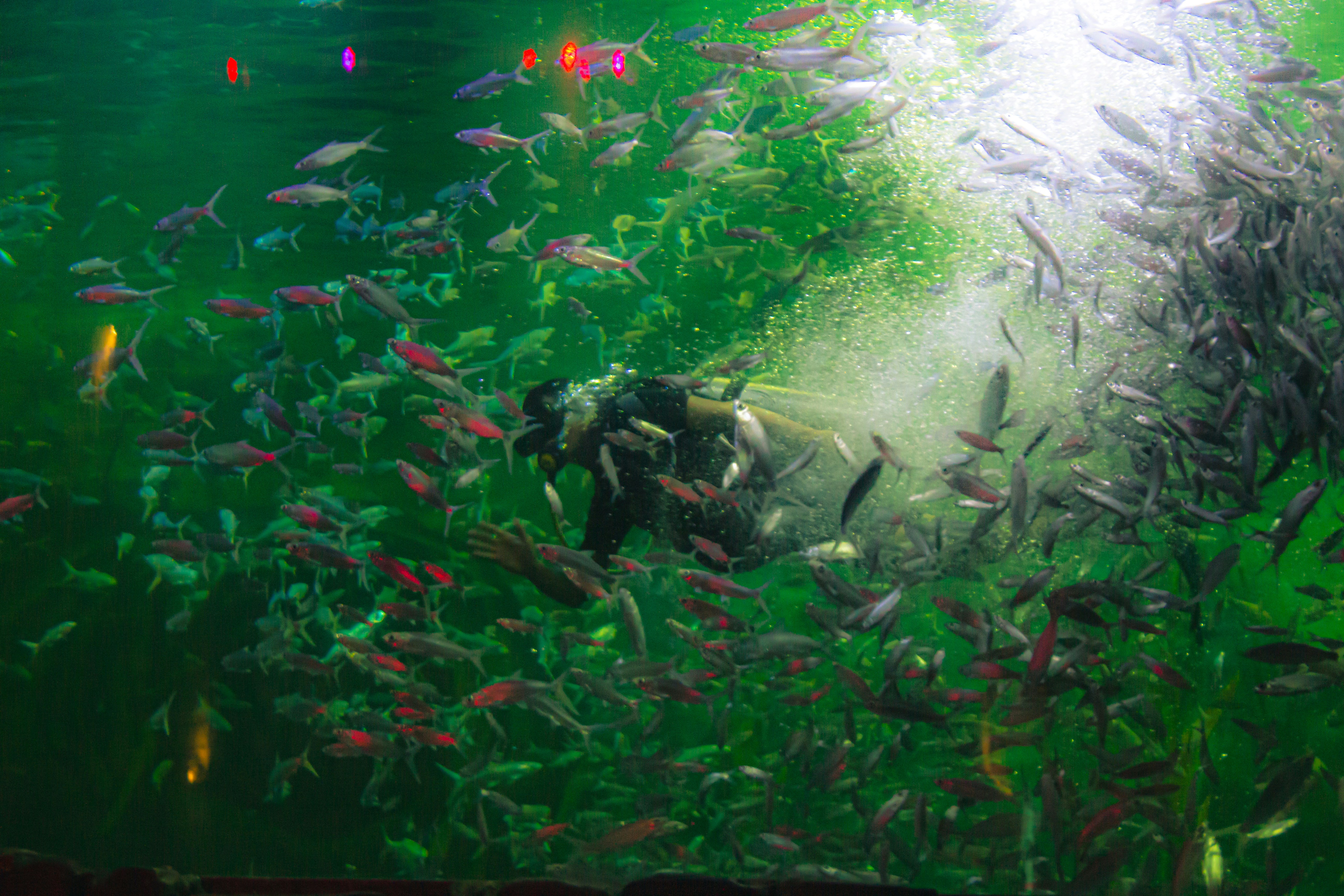 Seorang penyelam dikelilingi oleh segerombolan ikan.
