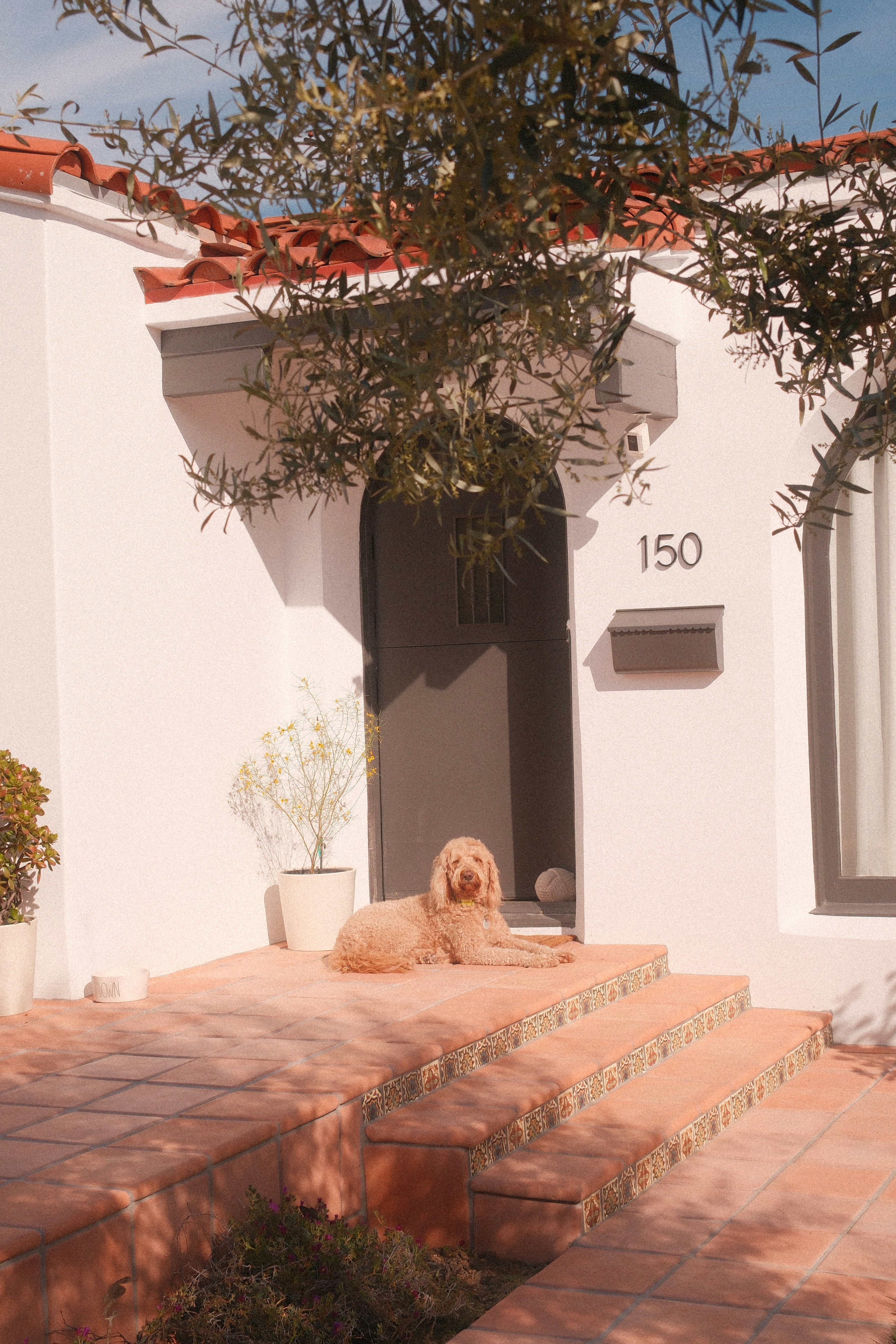 A dog relaxing on the steps of a house.