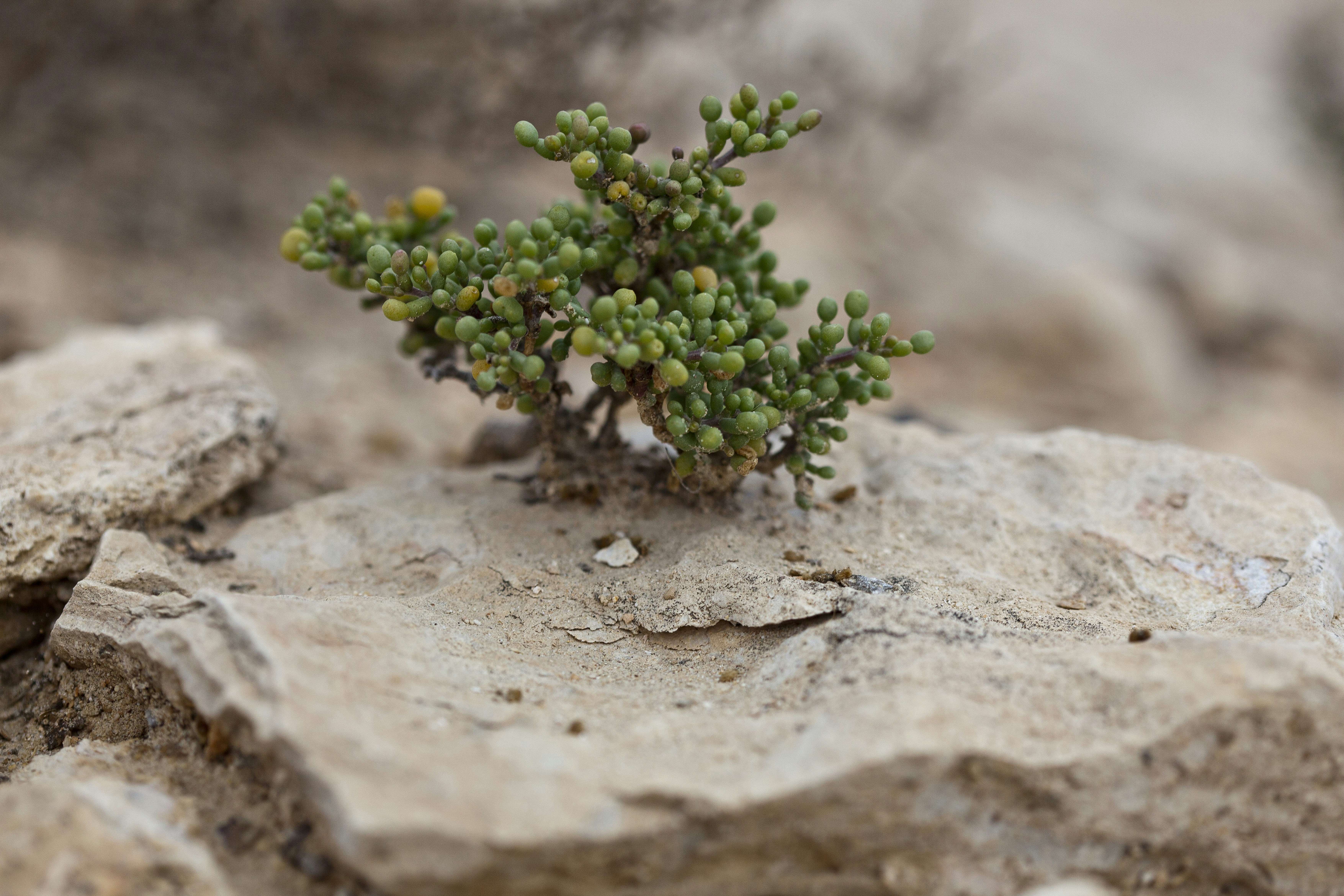A small green plant grows on a rock.