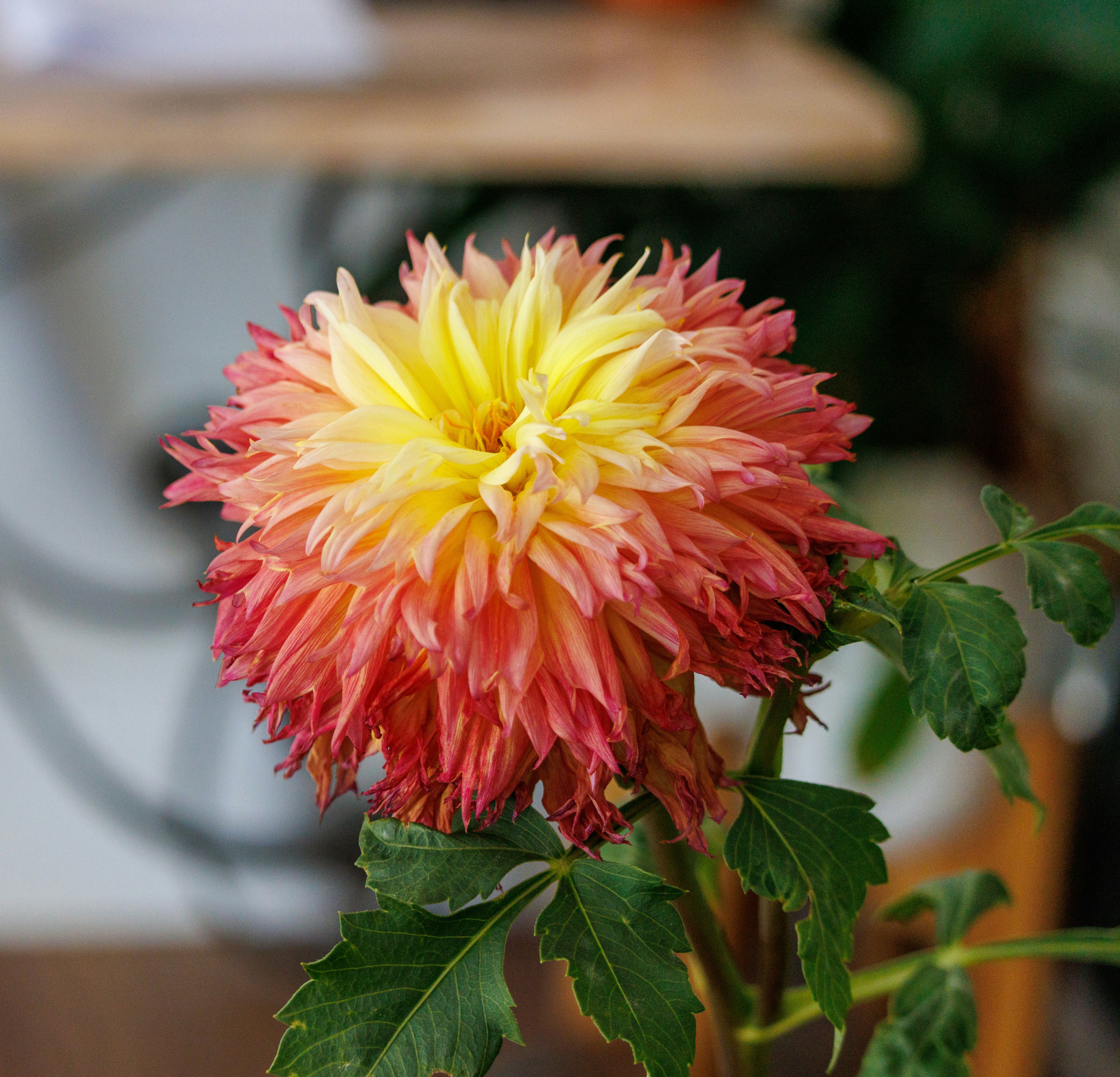 Uma bela flor de dália em plena floração.