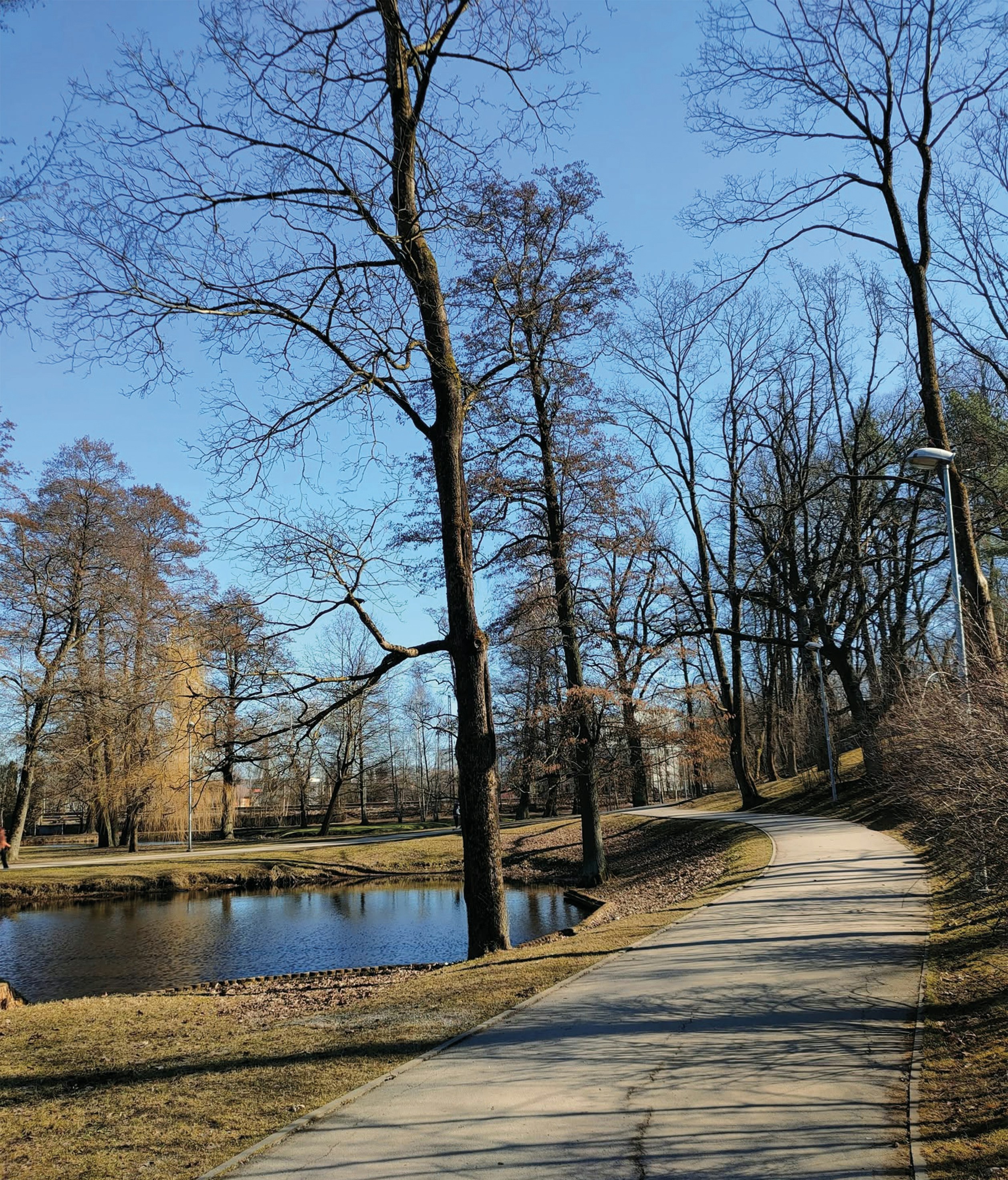 A paved path leads through a bare tree park. photo – Free City Image on ...