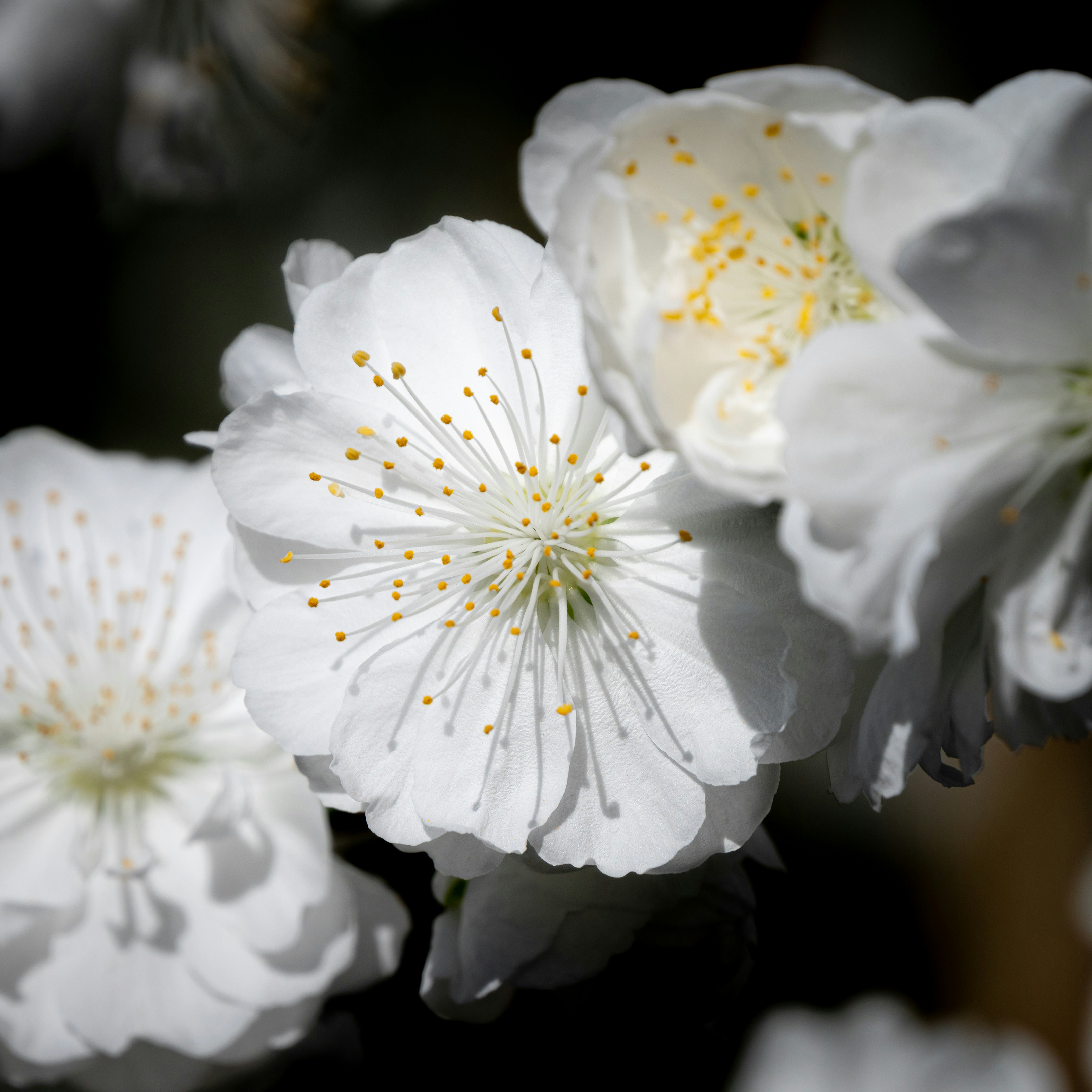 Photo by nikol_royce