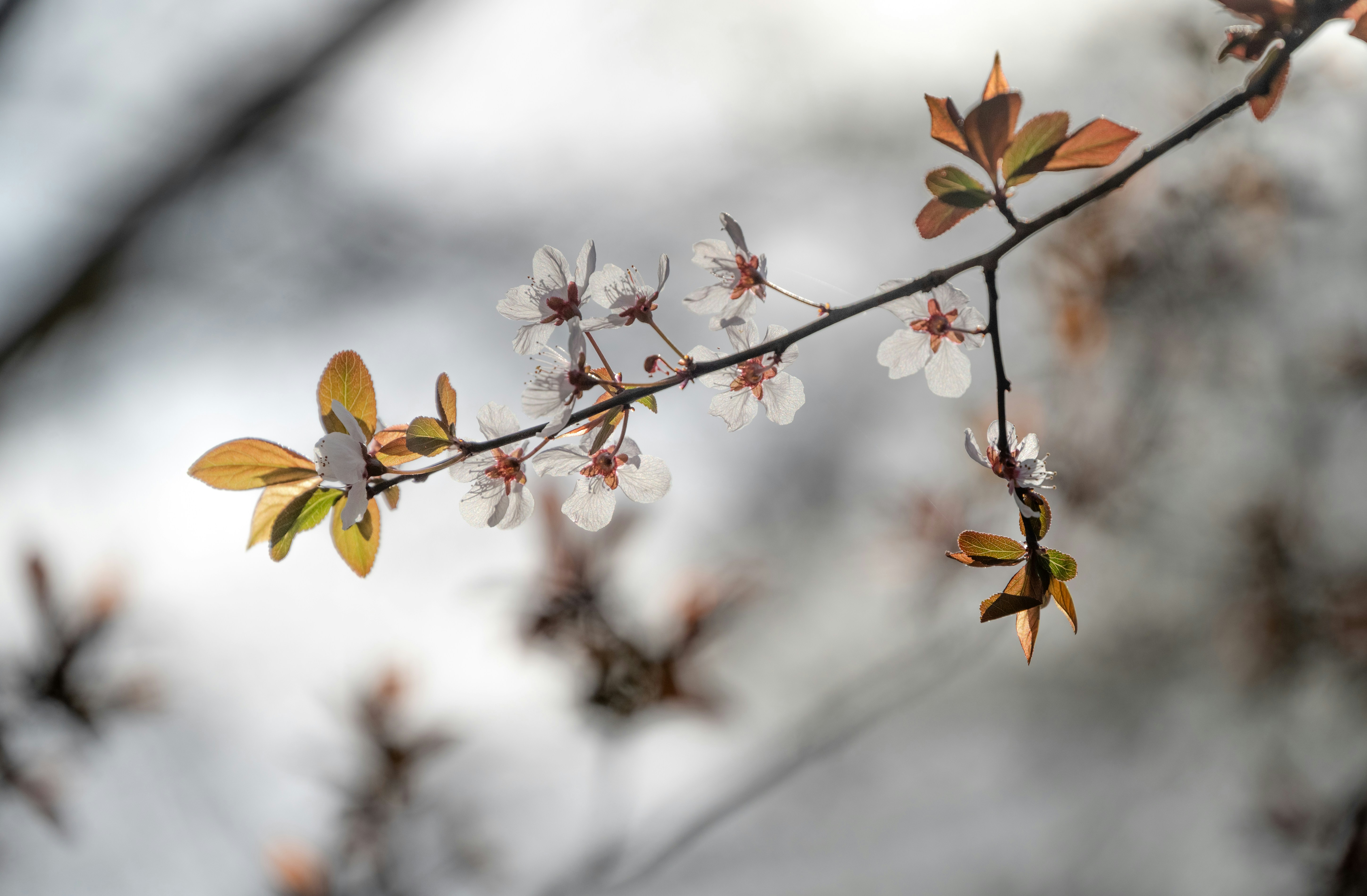 Photo by nikol_royce