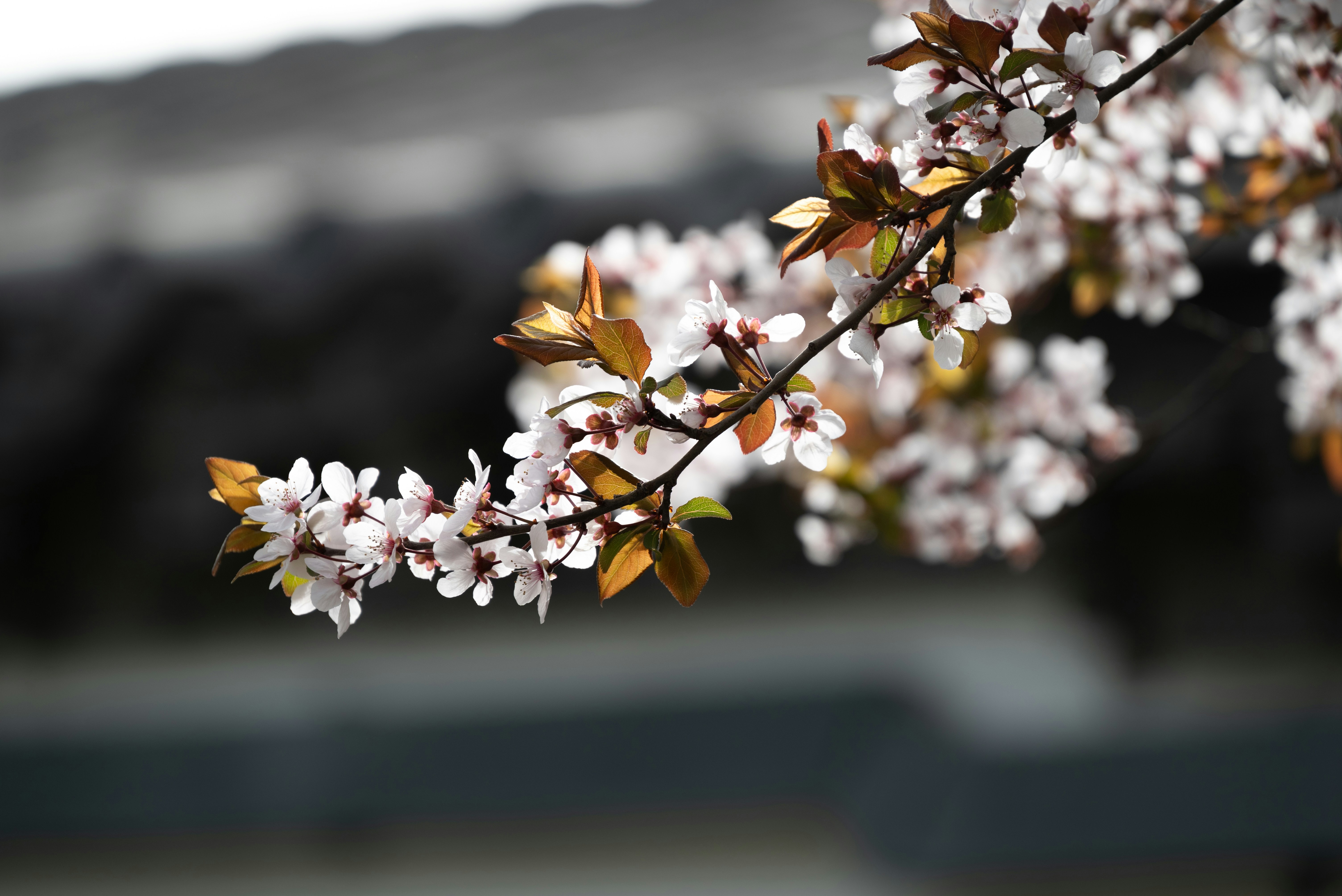 Photo by nikol_royce