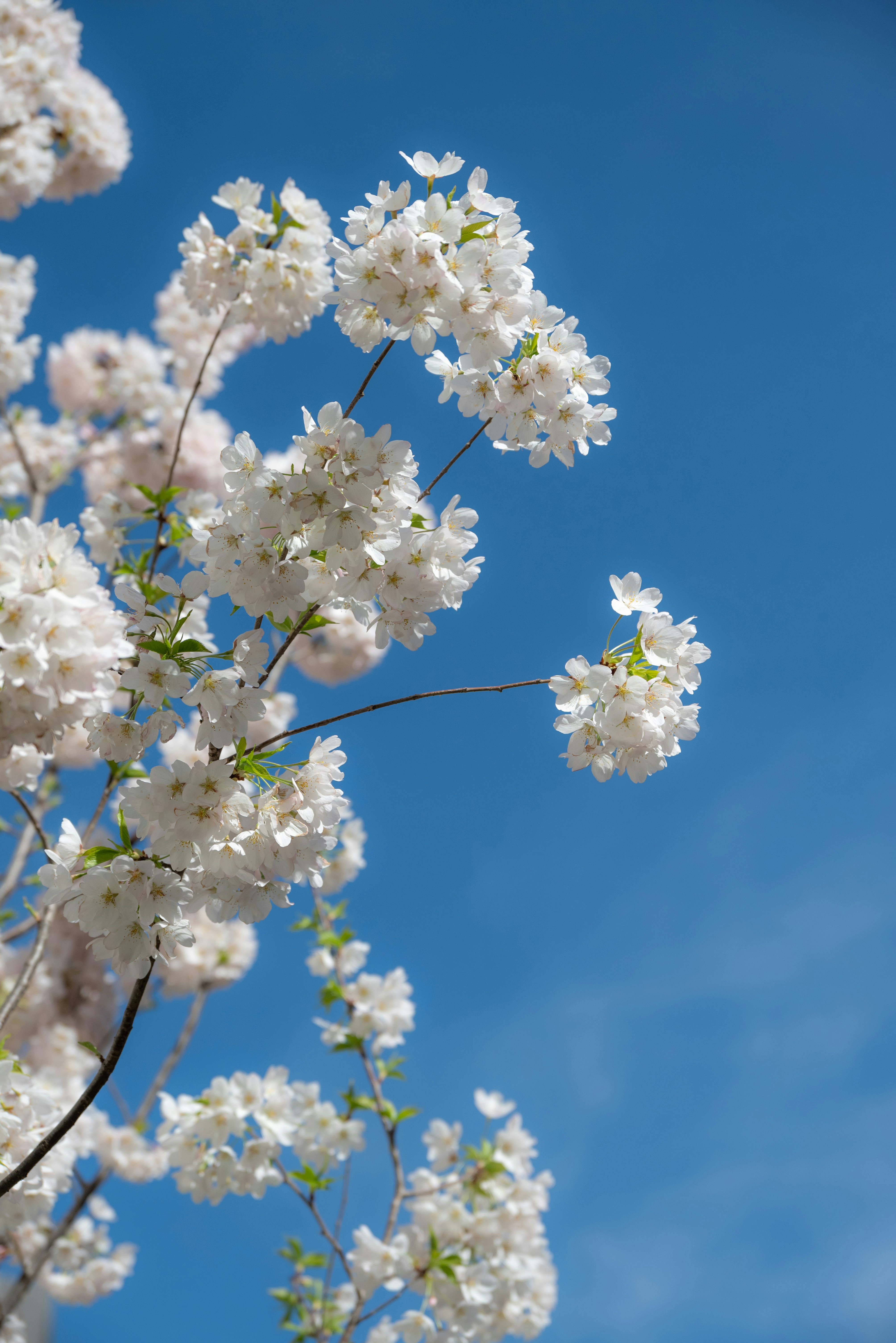 Photo by nikol_royce