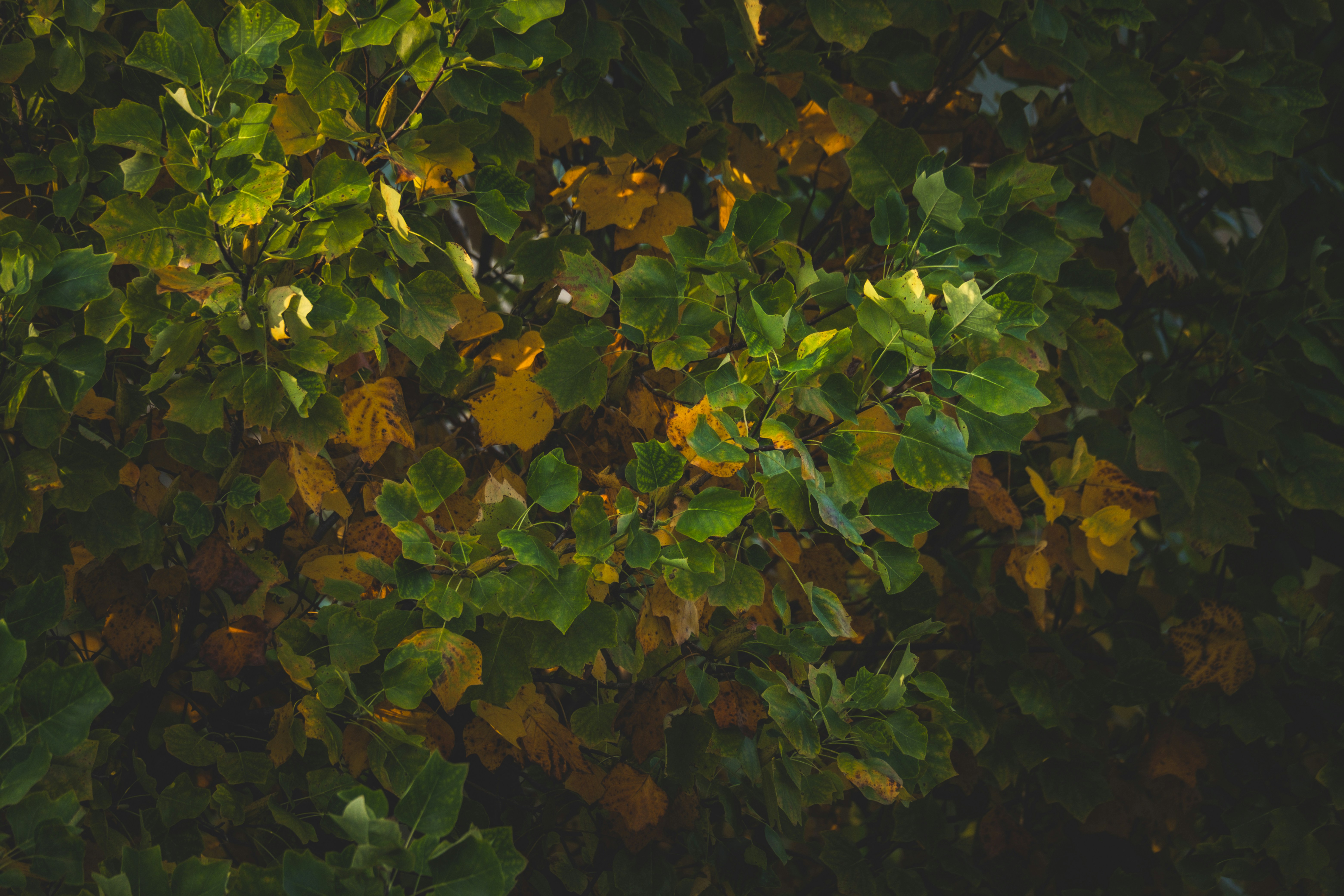 Photo by francesco_ungaro